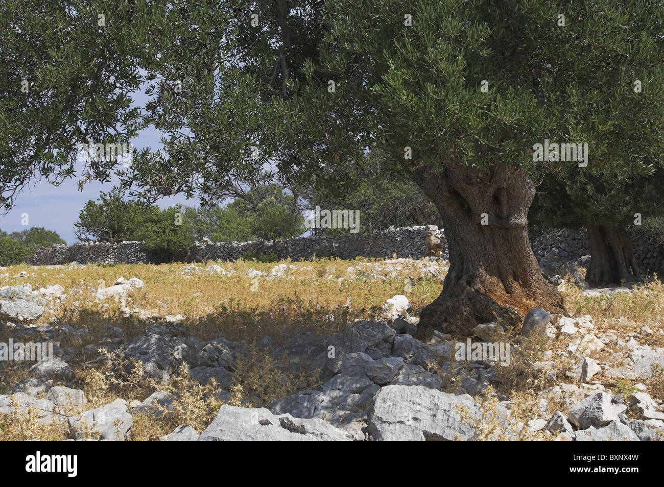 Olivenbume in Lun, Insel Pag, Adria, Kroatien. Einer der ltesten  Olivenbume in Kroatien finden Sie hier Stockfotografie - Alamy