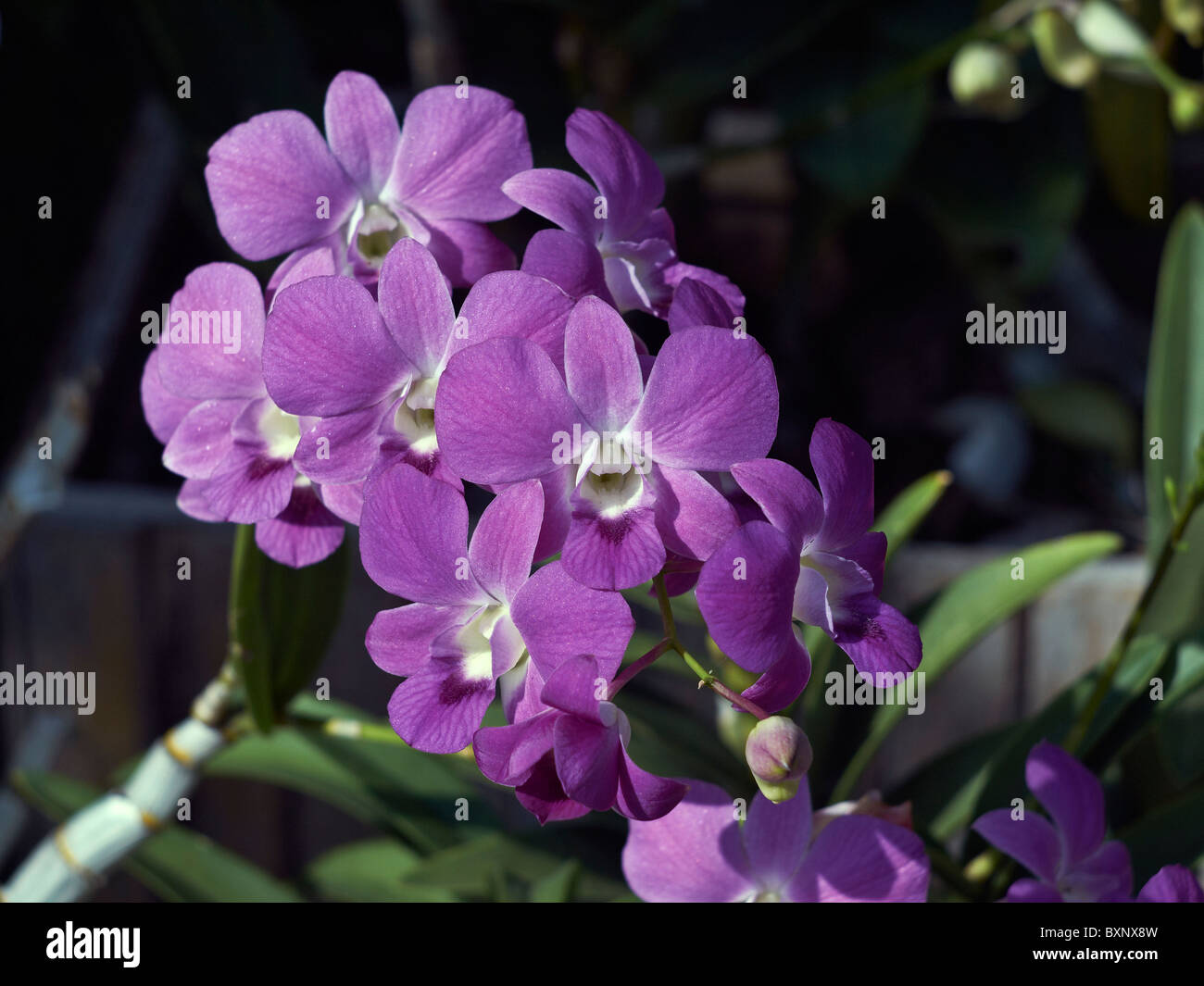 Orchidee Purple Orchidaceae Monocots tropische Blume von Thailand S. E. Asien Stockfoto