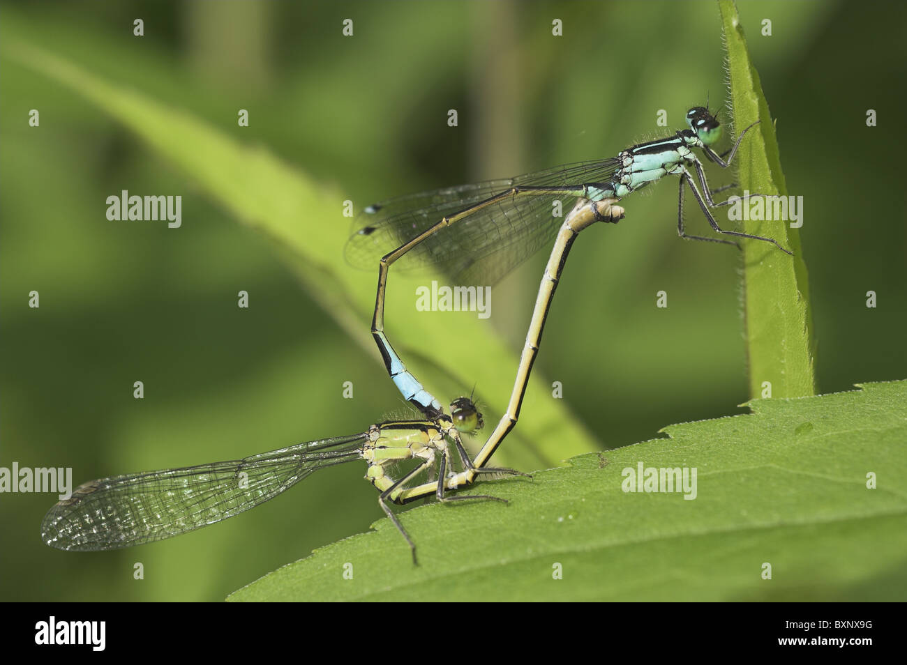 Blau-tailed Damselfly Kopulation Stockfoto