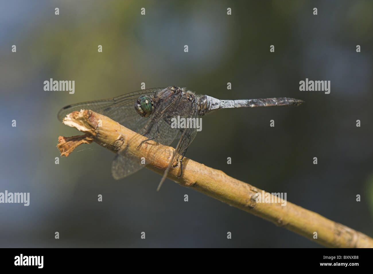 Schwarz-angebundene Skimmer Stockfoto