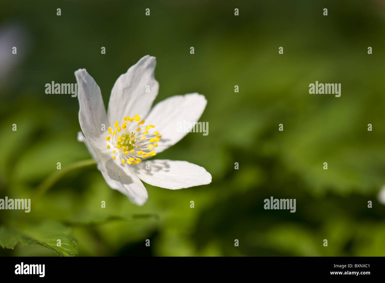 Buschwindröschen Stockfoto