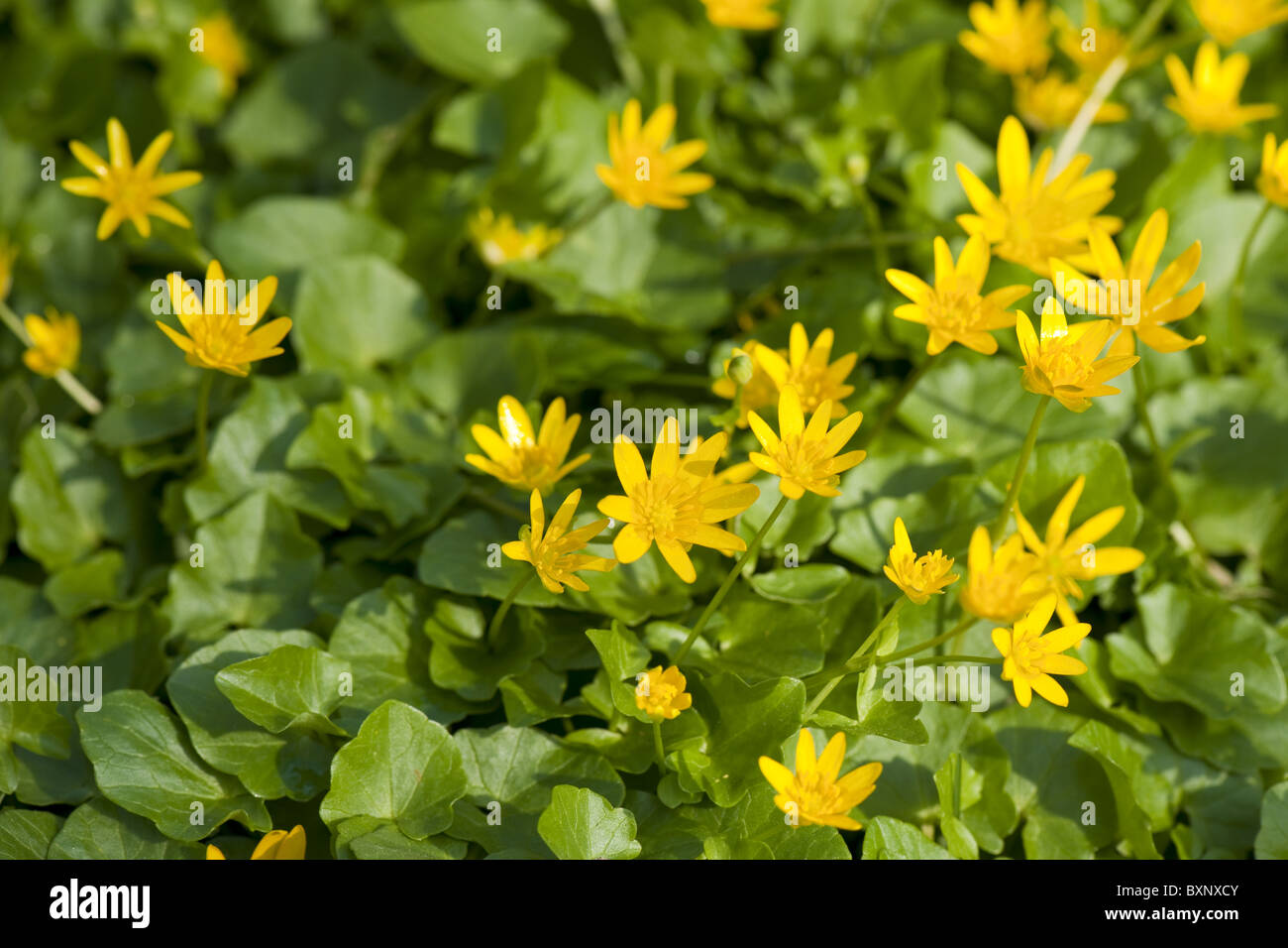 kleinen Schöllkraut Stockfoto
