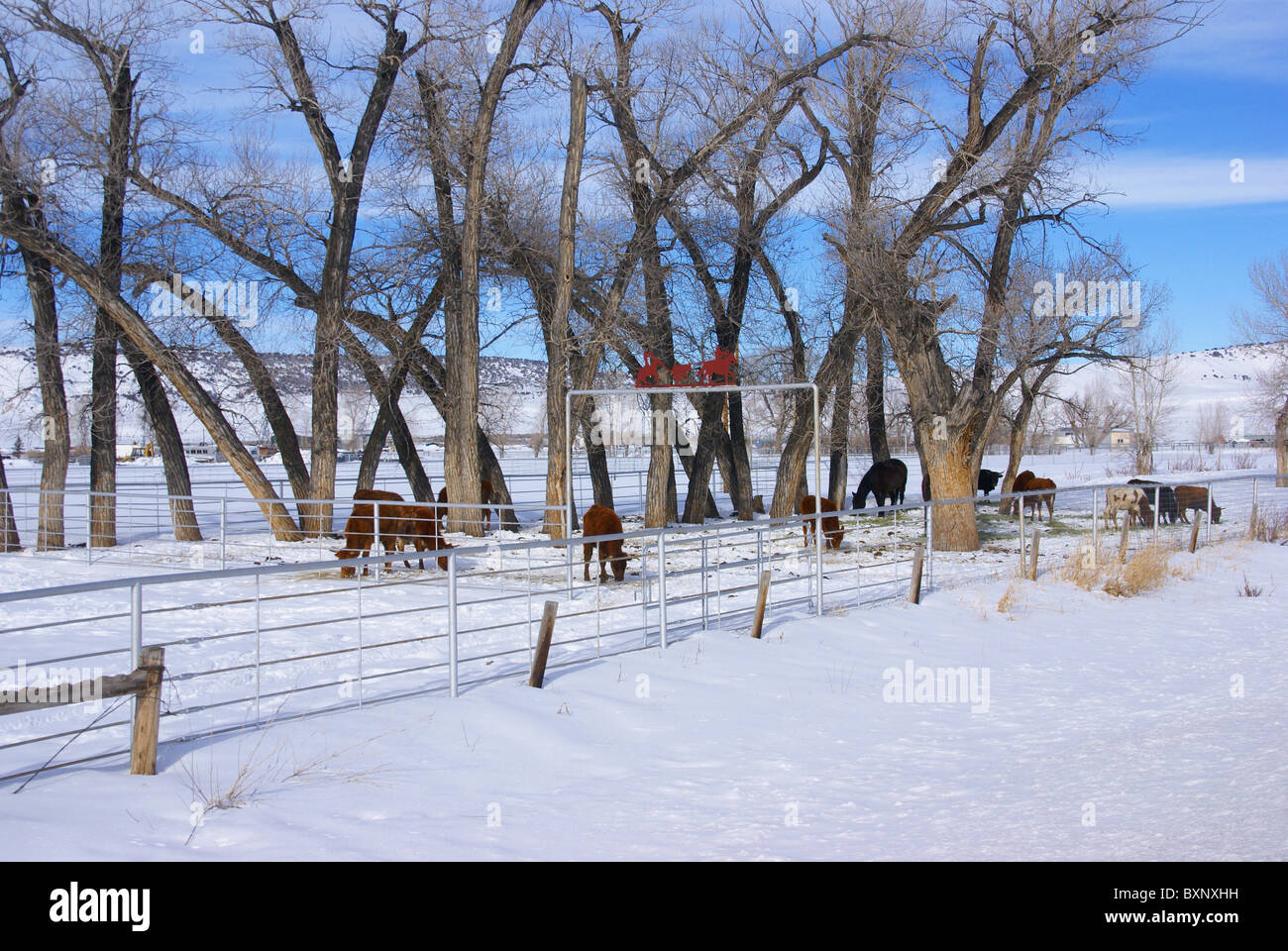 Winter-Herde von Vieh, in der Nähe von Baggs, Wyoming, Rocky Mountain west Stockfoto