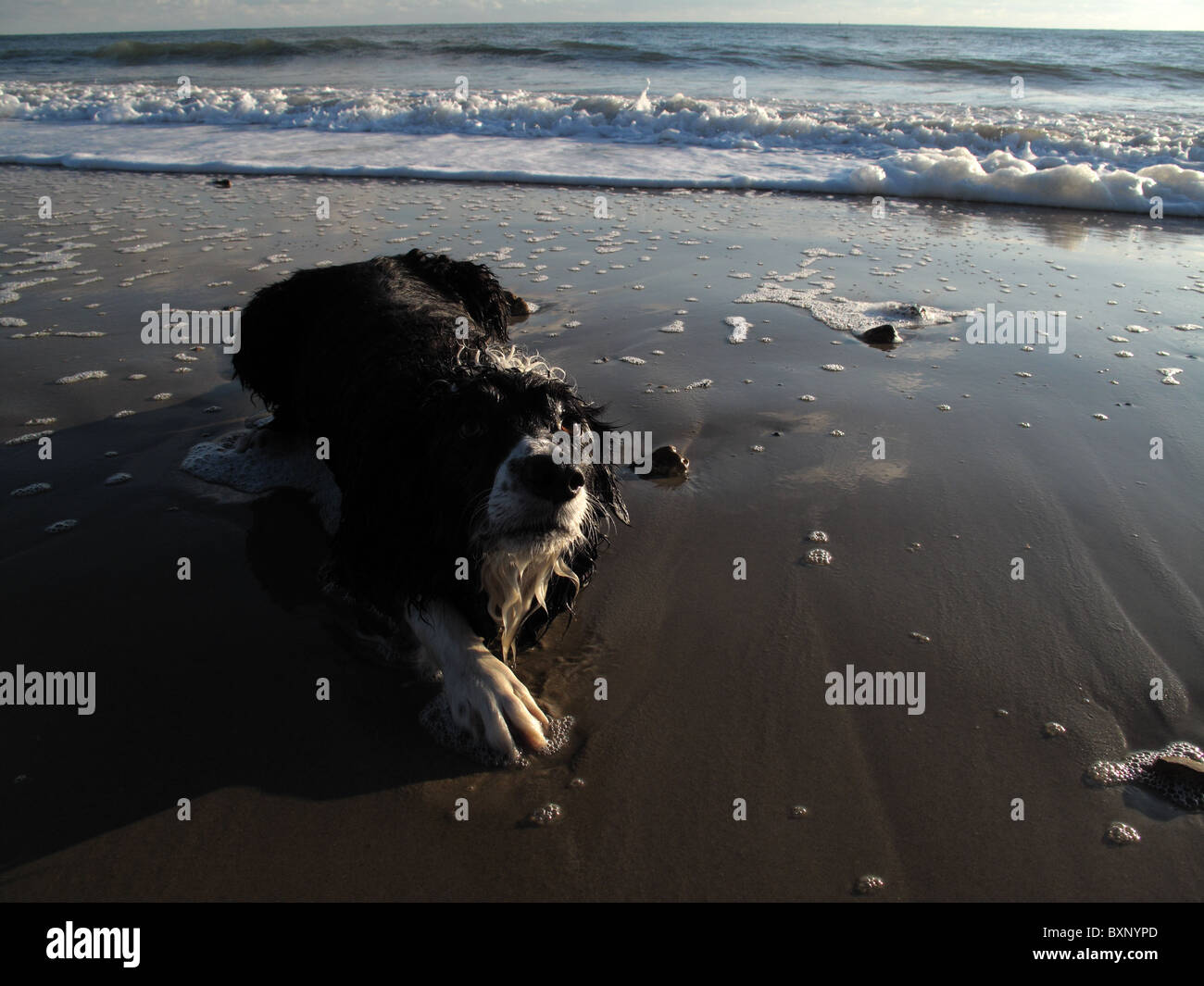 Beachy Collie mit Absicht Stockfoto