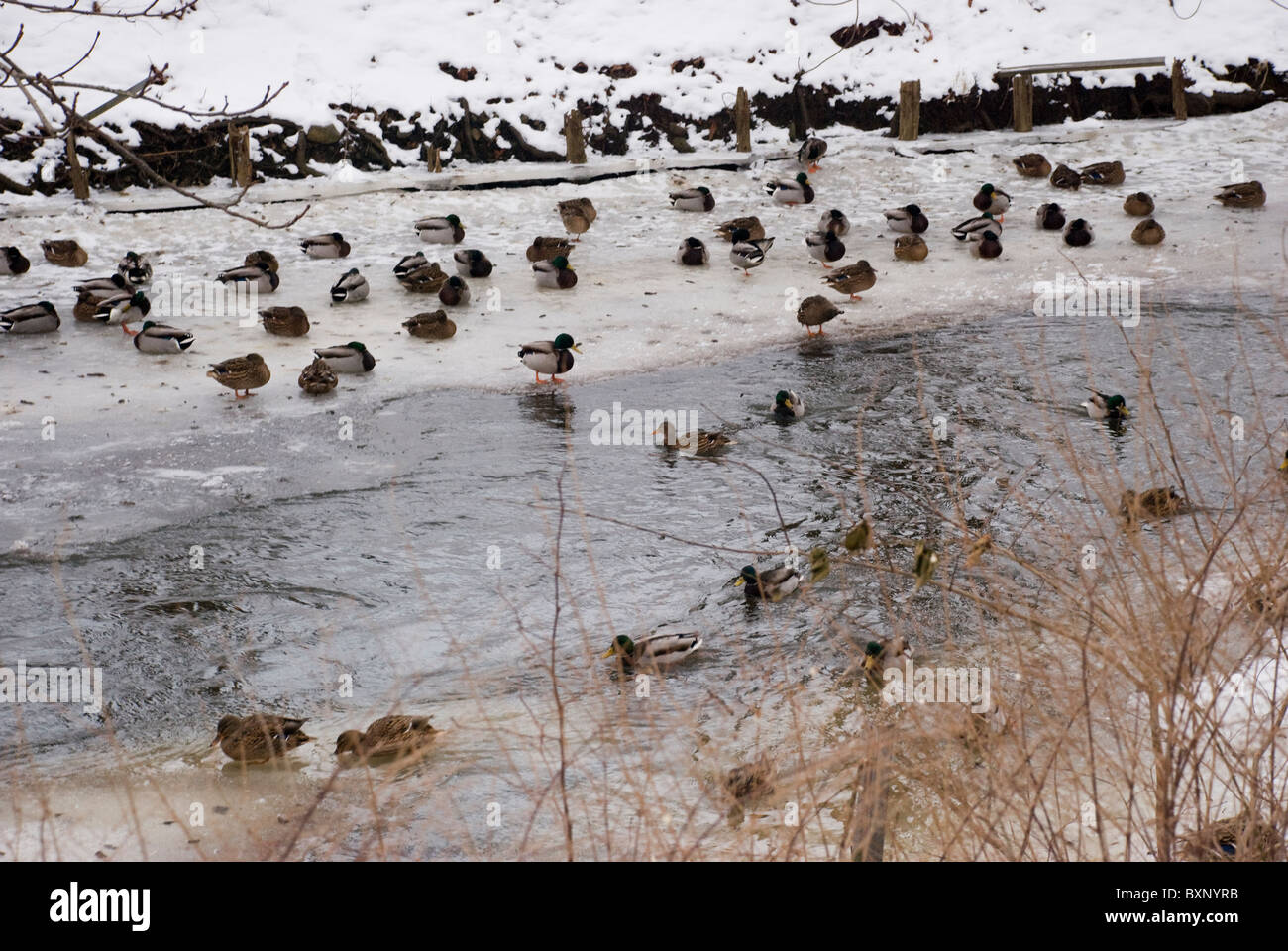 Enten auf Eis Flocken im Stream von sæby Stockfoto