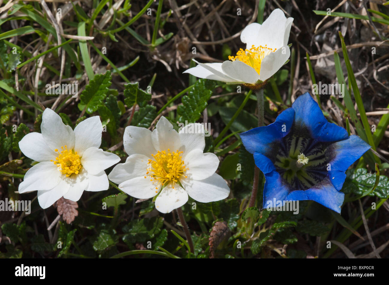 Berg-Aven (Dryas Octopetala) mit Clusius Enzian (Gentiana Clusii) Stockfoto