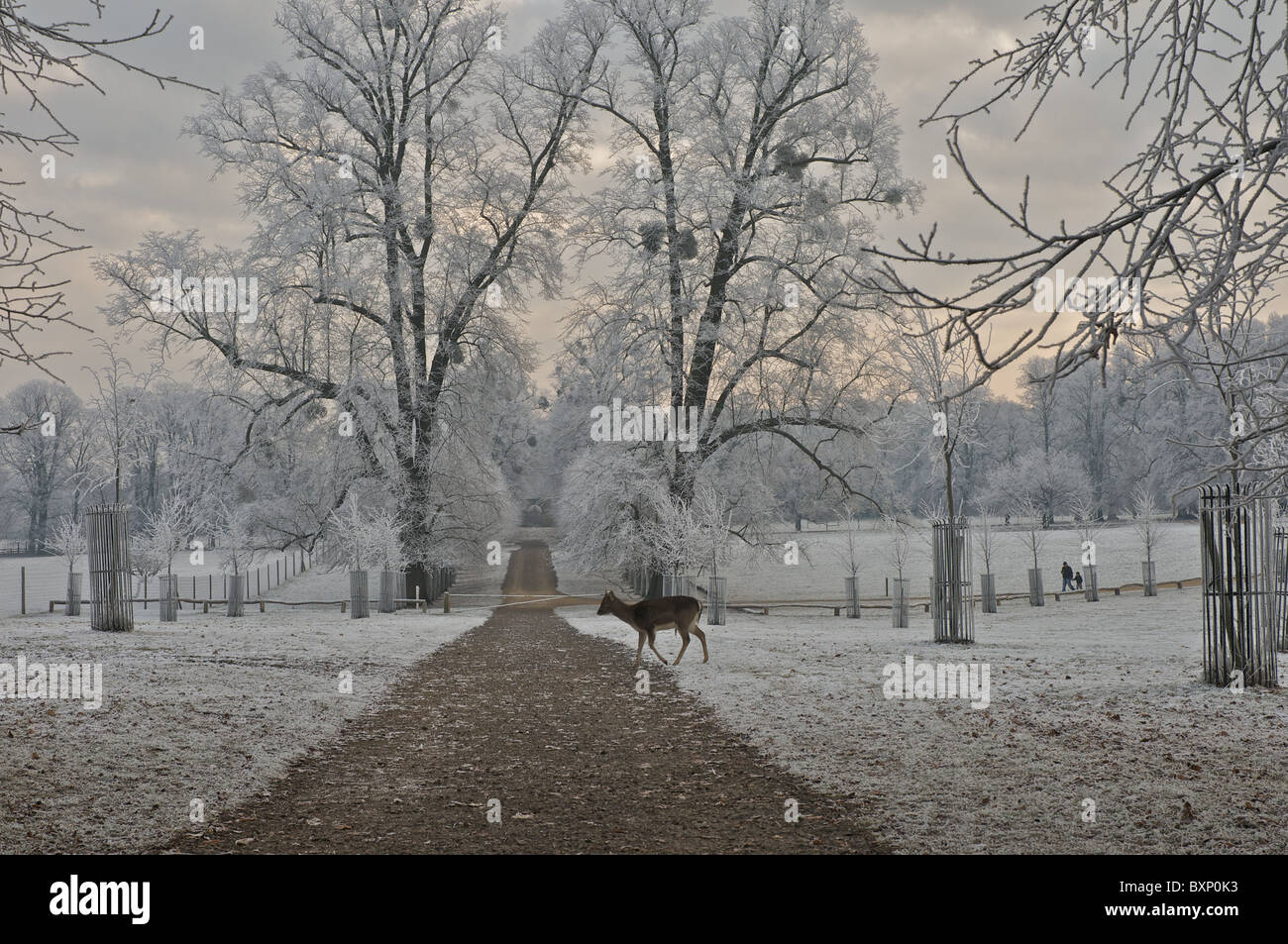 Ein einsamer Hirsch durchschreitet Burghley Park, Stamford in einem kalten frostigen Wintermorgen Stockfoto