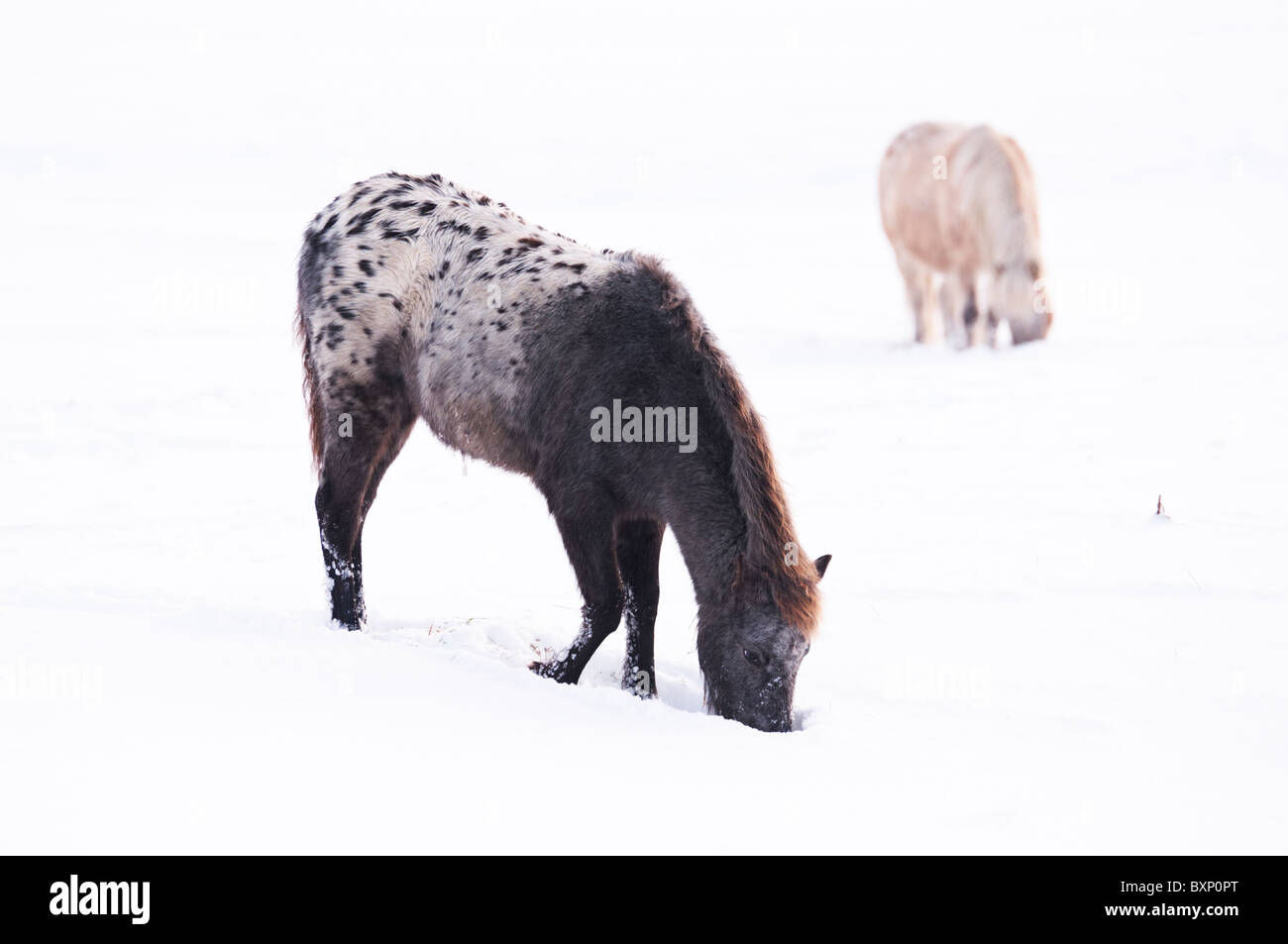 Pferde grasen auf Wolvercote gemeinsamen nach starkem Schneefall. Stockfoto