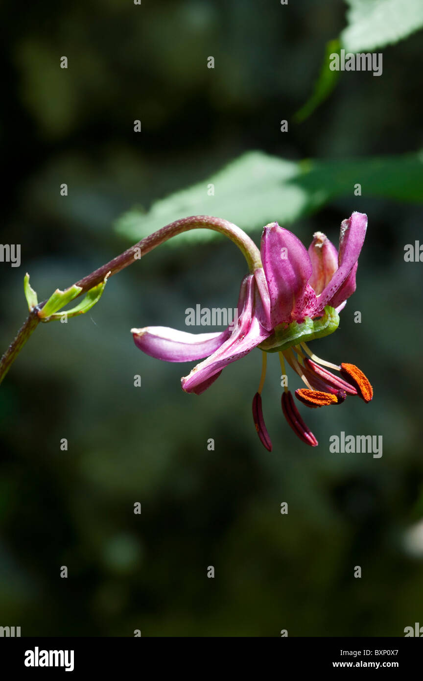 Martagon-Lilie (Lilium Martagon), mit Raupe Stockfoto