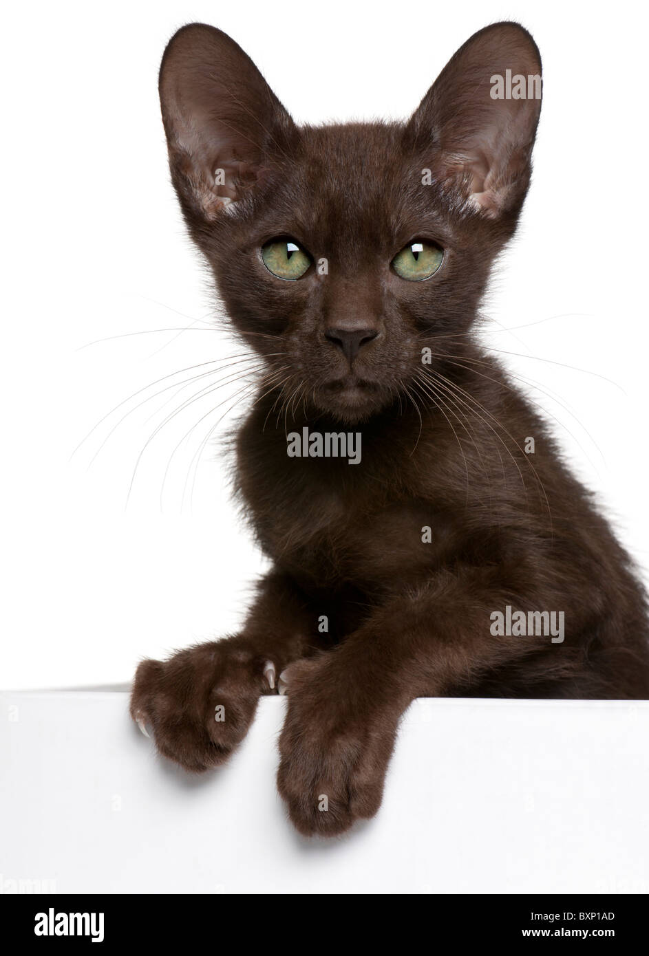 Havana Katze Stockfotos und -bilder Kaufen - Alamy