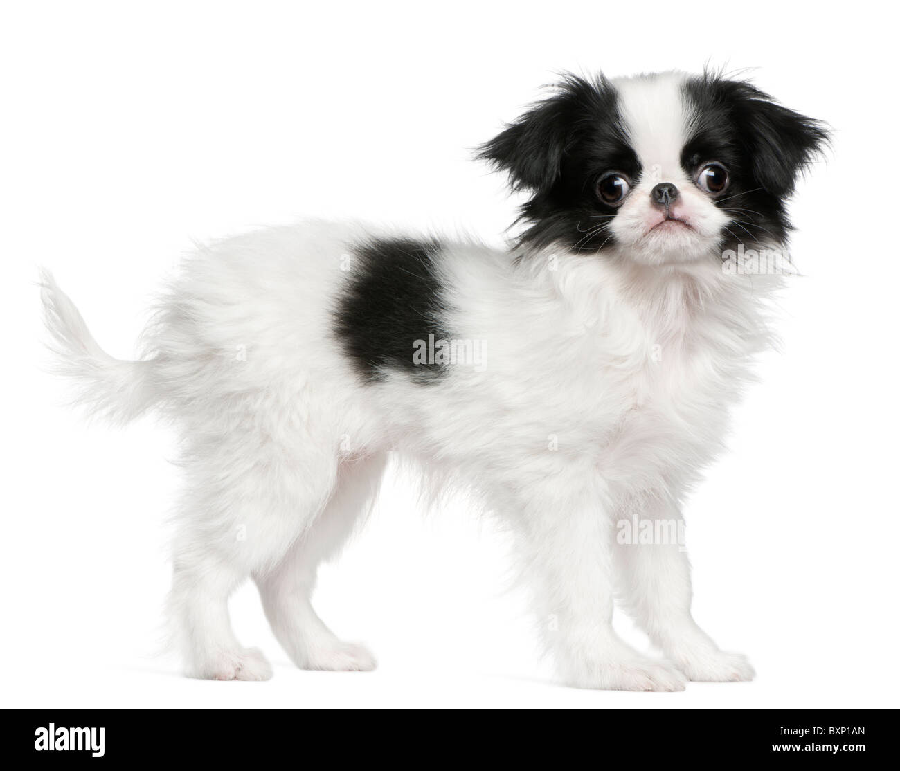 Japan Chin Welpe (3 Monate alt) auch bekannt als die japanische Spaniel, vor weißem Hintergrund Stockfoto