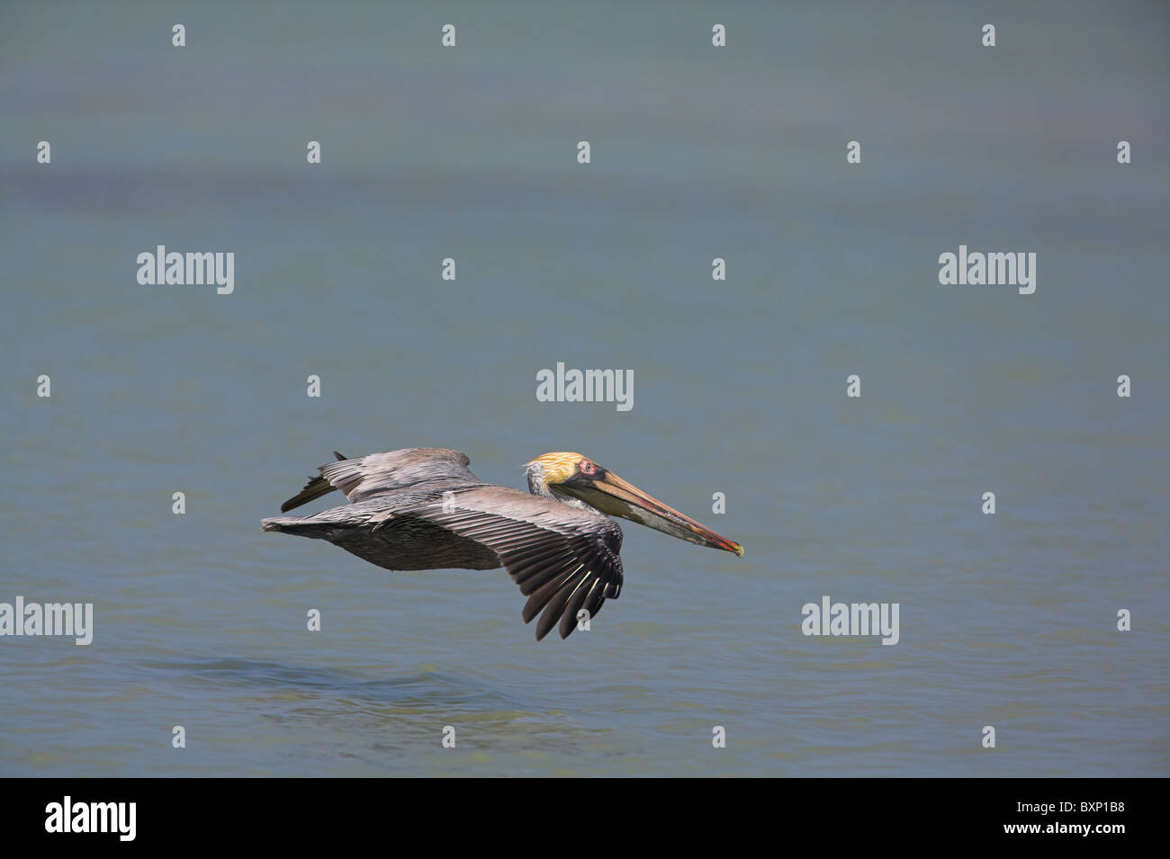 Brauner Pelikan Pelecanus Occidentalis im Flug auf der Halbinsel Zapata, Republik Kuba im April. Stockfoto