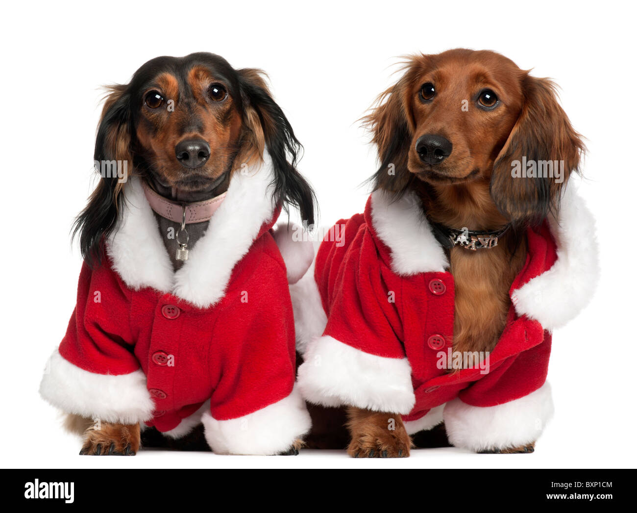 Dackel in Santa Outfits, 18 Monate und 3 Jahre alt, vor weißem Hintergrund Stockfoto Dackel in Santa Outfits, 18 Monate und 3 Jahre alt, vor weißem Hintergrund Stockfoto