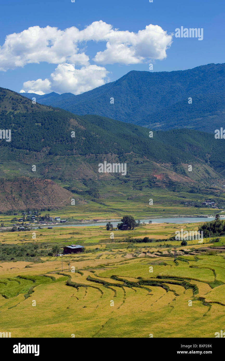 Felder, Bhutan, Asien Reise Stockfoto