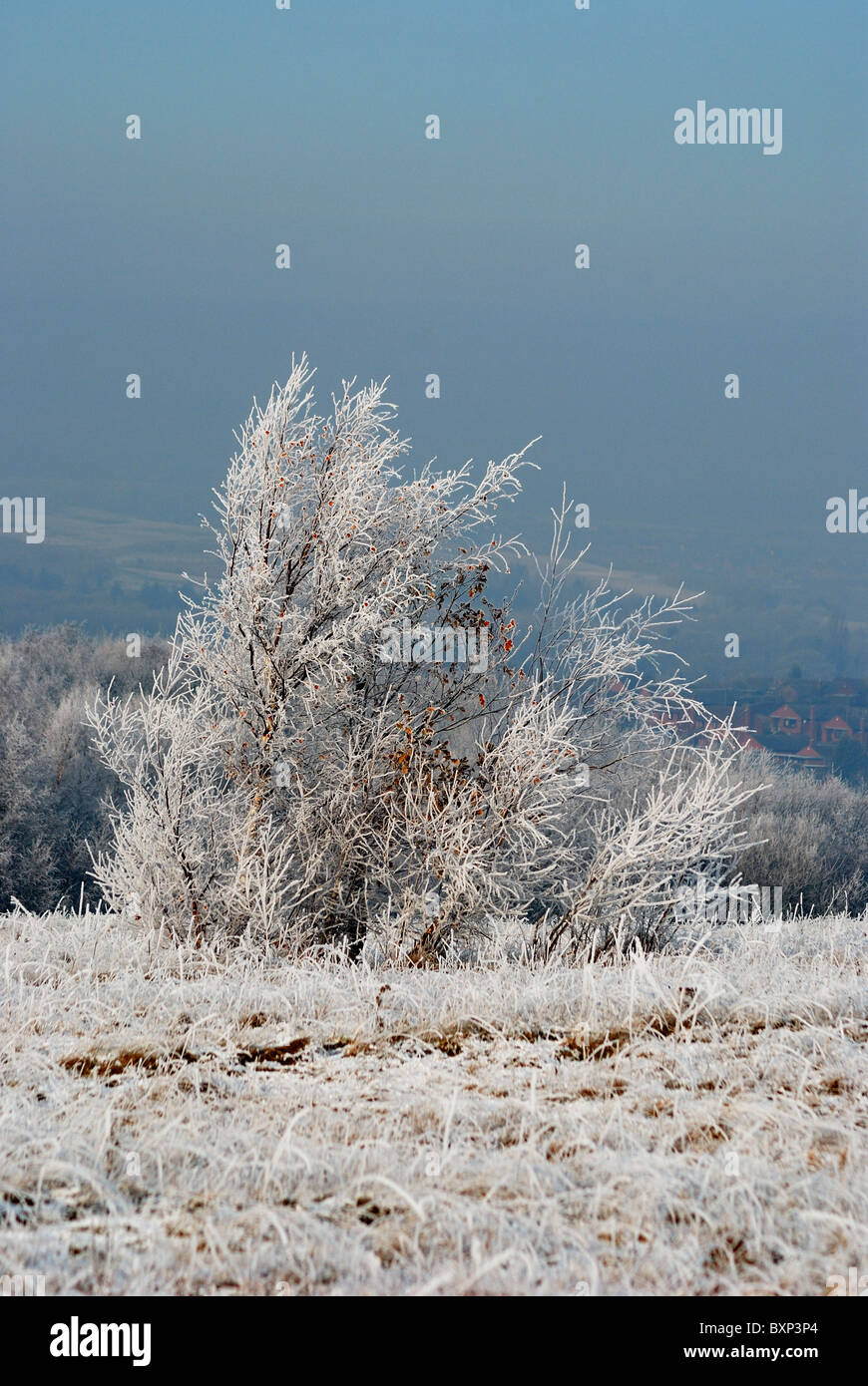 winterlichen Feld Szene mit frostigen bush Stockfoto