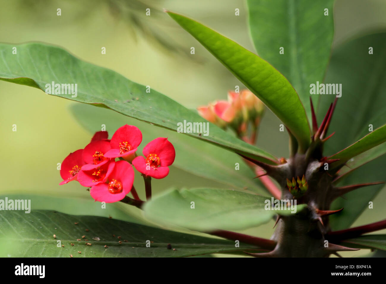 Nahaufnahme von Euphorbia Milii Blumen Foto Stockfoto