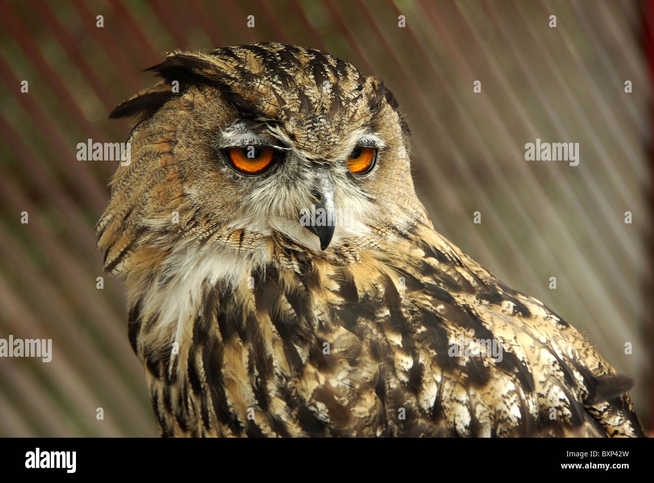 Eule bei Babbacombe Modelldorf Devon UK Stockfoto