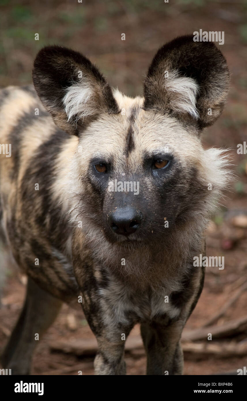 Afrikanische Wilddog (LYKAON Pictus) in Gefangenschaft bei Ann van Dyk Cheetah Heiligtum in DeWildt, Gauteng Stockfoto