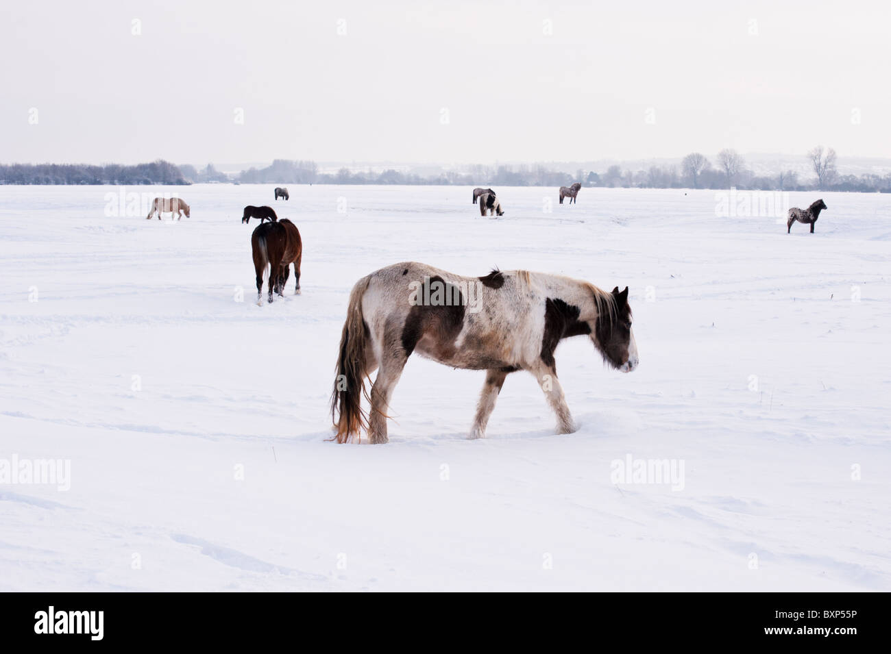 Pferde grasen auf Wolvercote gemeinsamen nach starkem Schneefall. Stockfoto