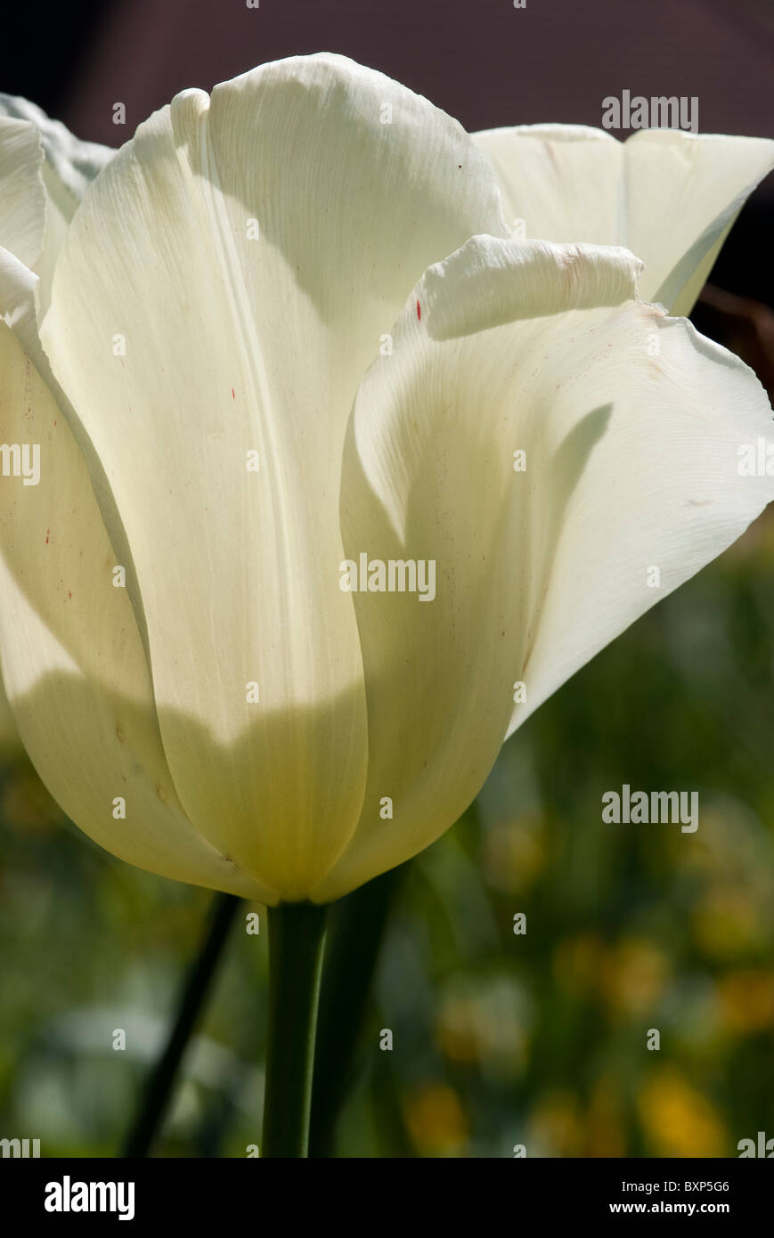 Nahaufnahme von weißer Traum Tulpe in Golders Hill Park Garden in London Stockfoto