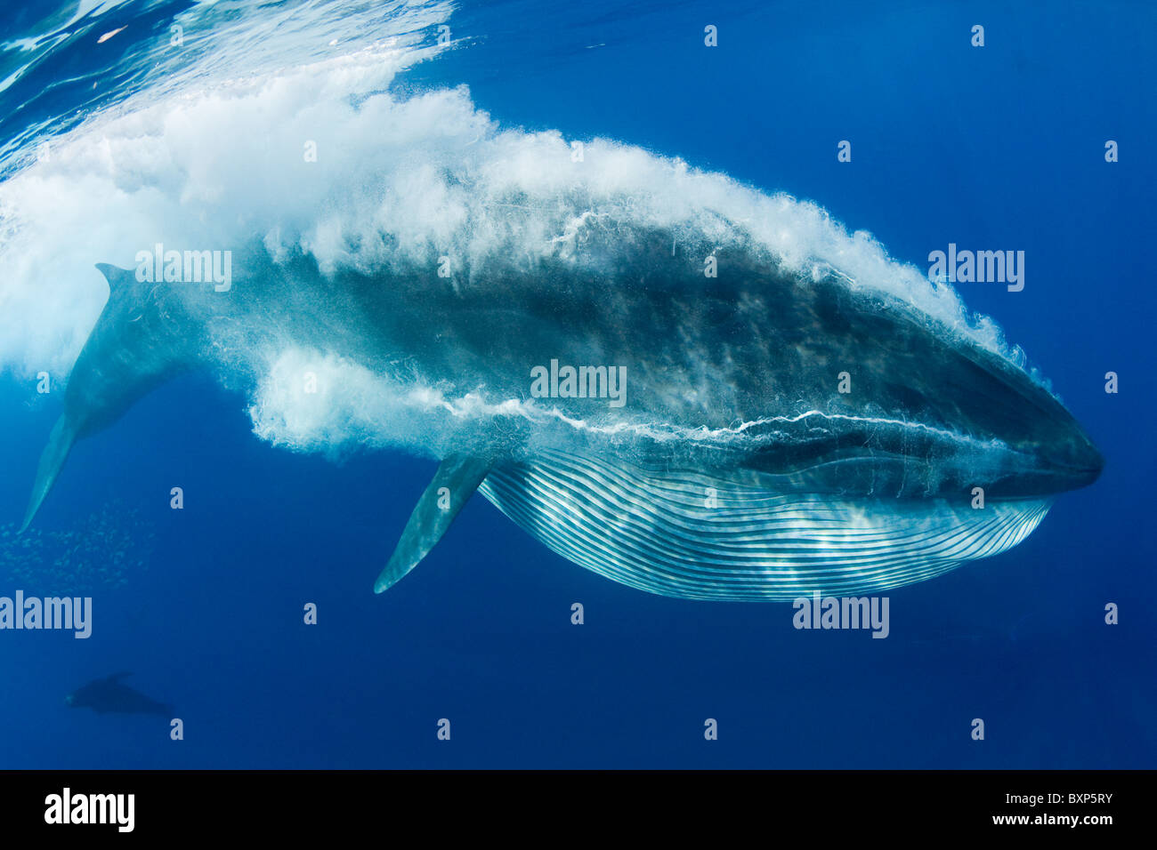 Bryde Wal, Balaenoptera Brydei oder Balaenoptera Edeni, Fütterung auf Sardinen, Baja California, Mexiko (Ostpazifik) Stockfoto
