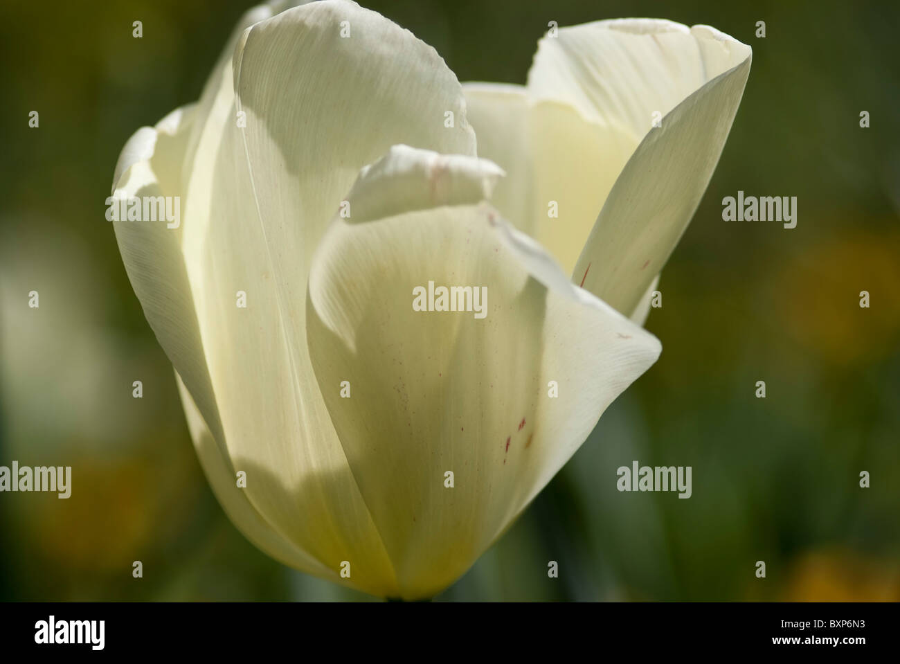 Nahaufnahme von weißer Traum Tulpe in Golders Hill Park Garden in London Stockfoto