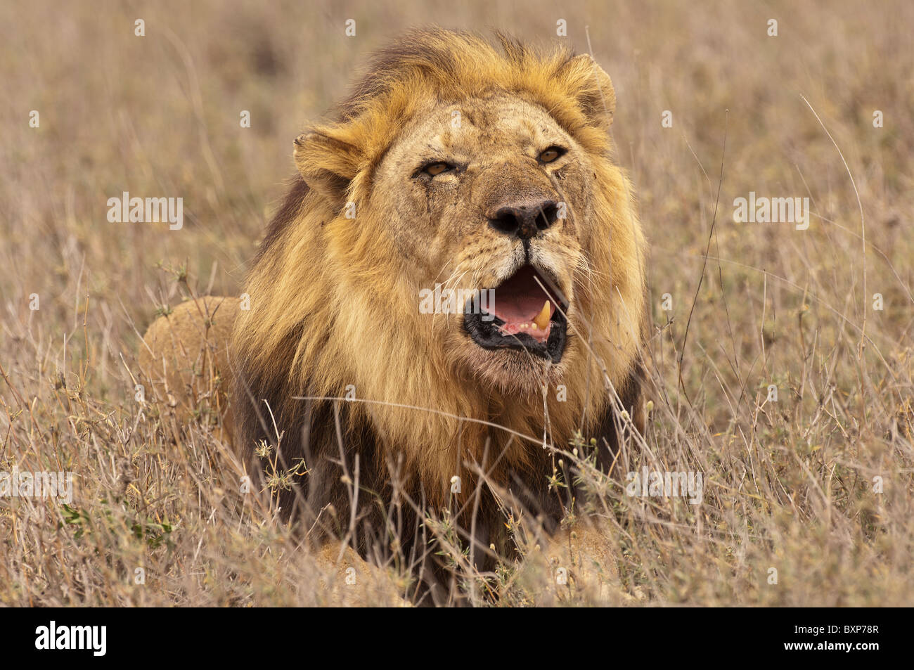 Stock Foto von einem männlichen Löwen Verlegung im ausgehärteten Gräser und brüllend Stockfoto