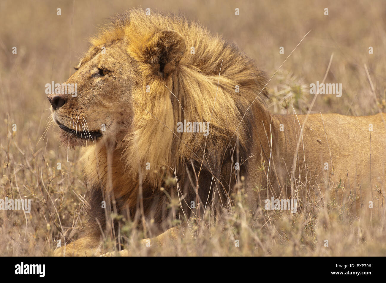 Stock Foto-Profil eines männlichen Löwen im Gras Stockfoto