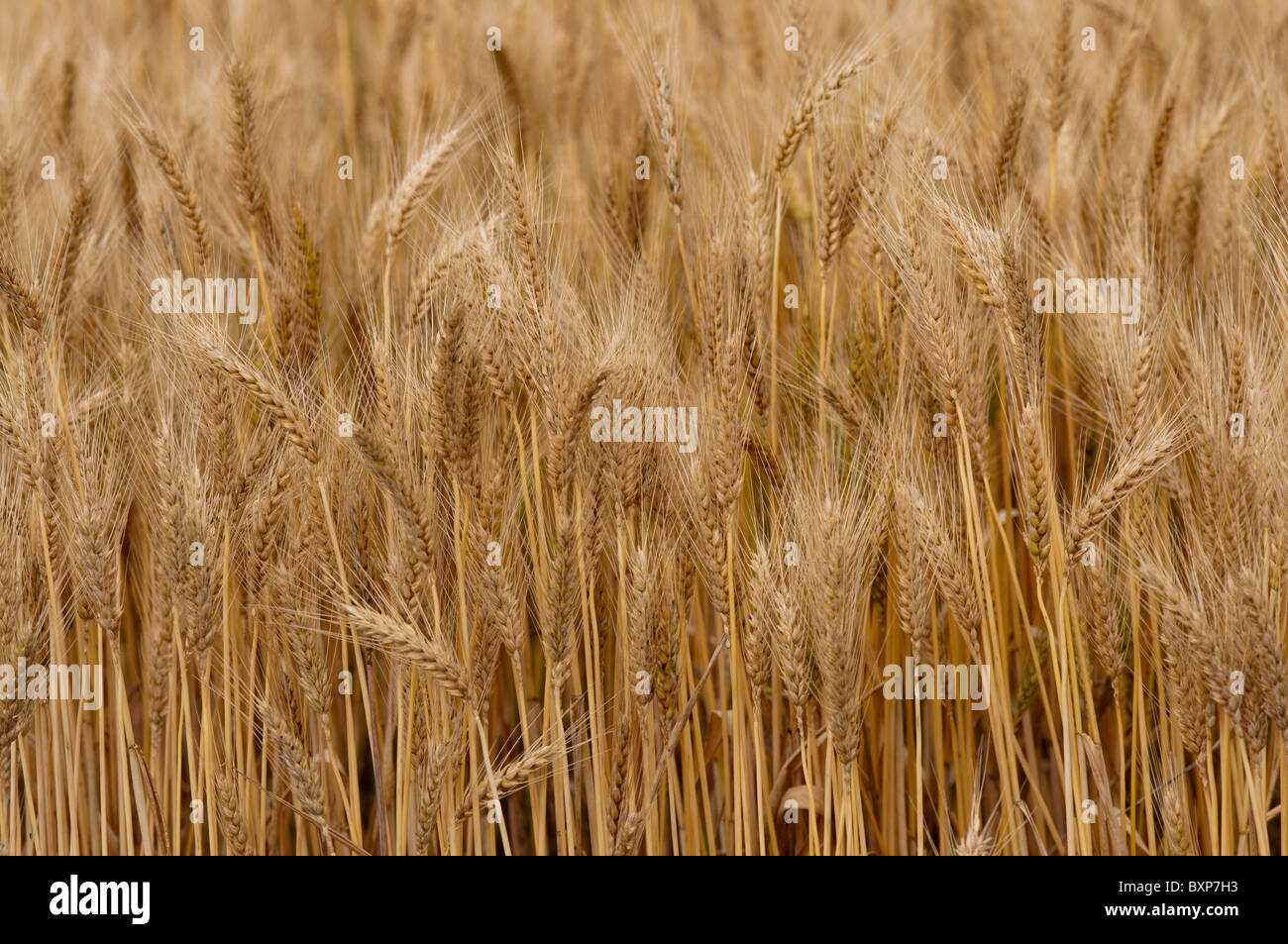 Reifung des Weizens bereit für die Ernte Stockfoto