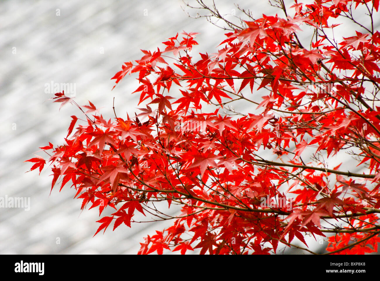 Rot-Ahorn-Blätter, Südkorea Stockfoto