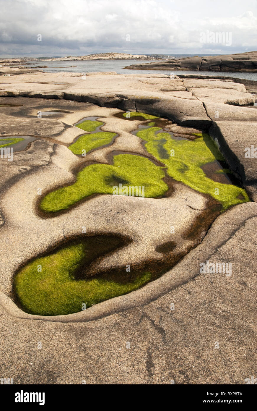 Grüne Algen wachsen in Pfützen auf einer kleinen Gletschern geformte Insel glatt, rosa Granit, Westküste von Schweden Stockfoto
