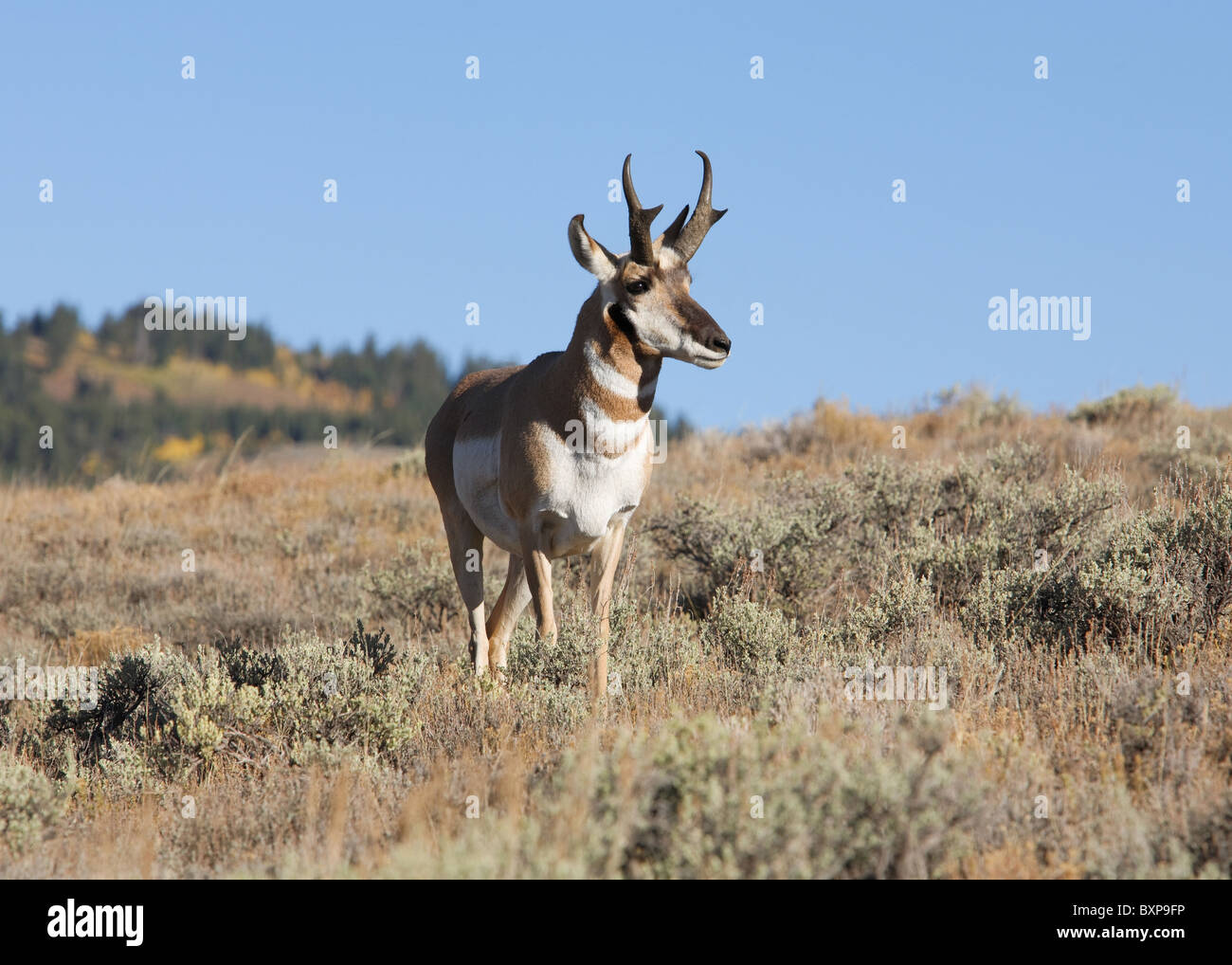 North American Pronghorn Antilope Bock in der Natur Stockfoto