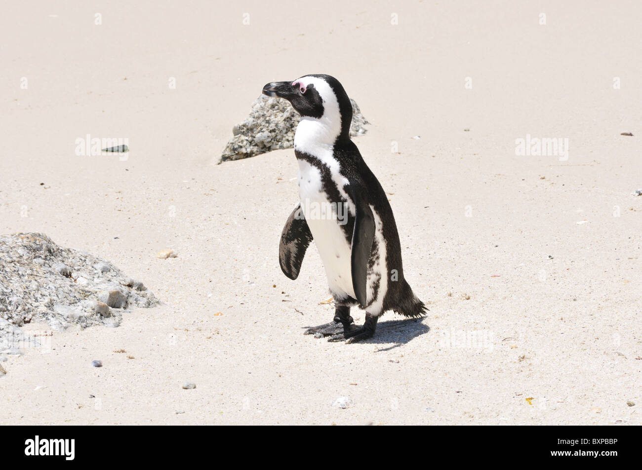 Schwarz und weiß afrikanische Pinguin spazieren am Boulders Beach, Western Cape, Südafrika Stockfoto
