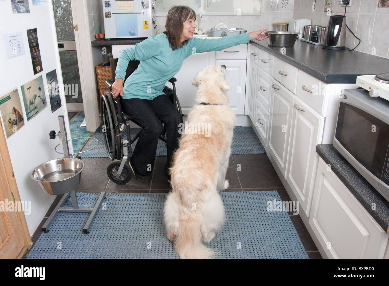 behinderte Frau im Rollstuhl, die Zubereitung von Speisen für ihren Hund Stockfoto