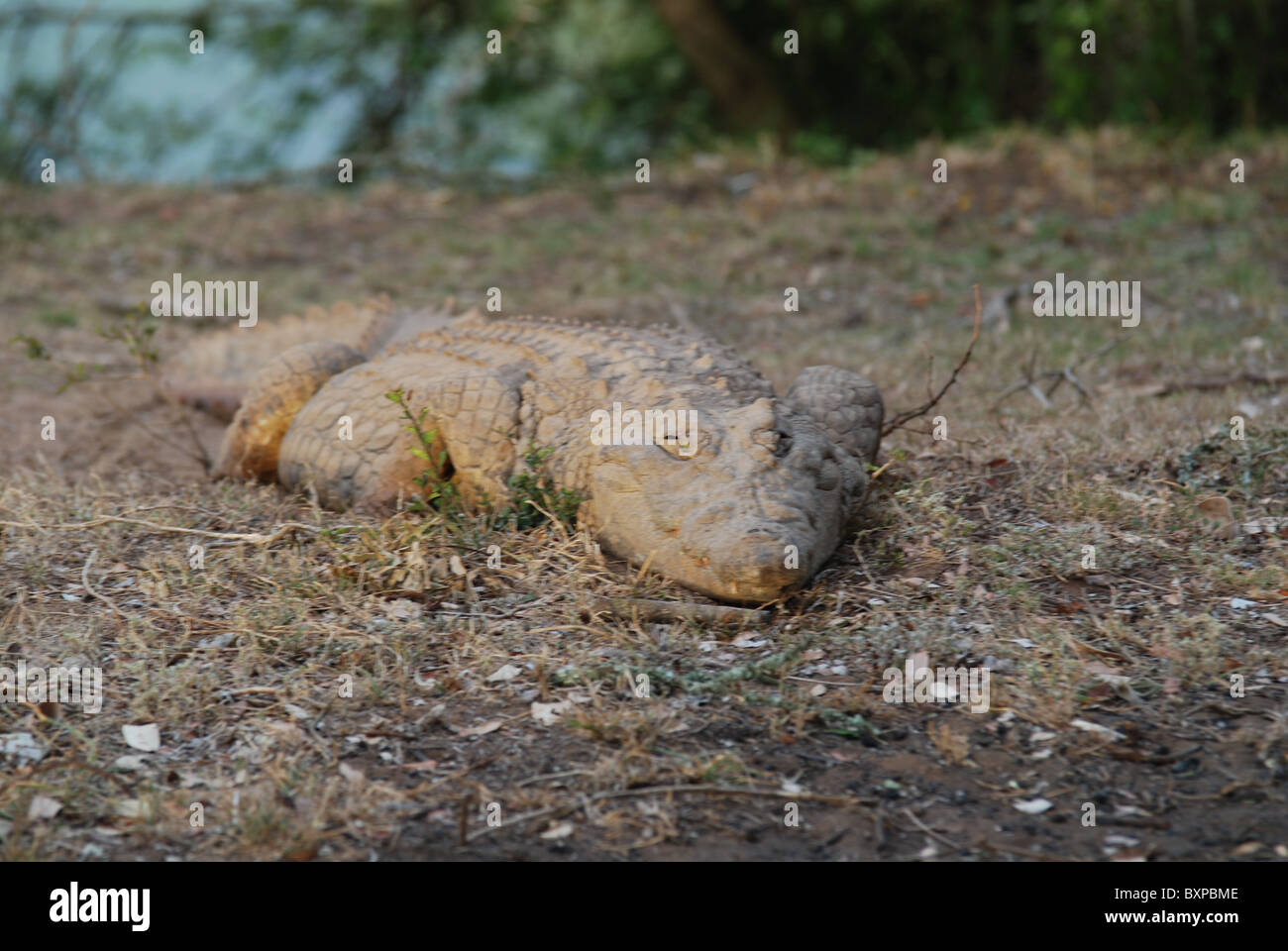 Ein Krokodil Ausruhen ein Wasserloch in Schotia Private Game Reserve, Südafrika Stockfoto