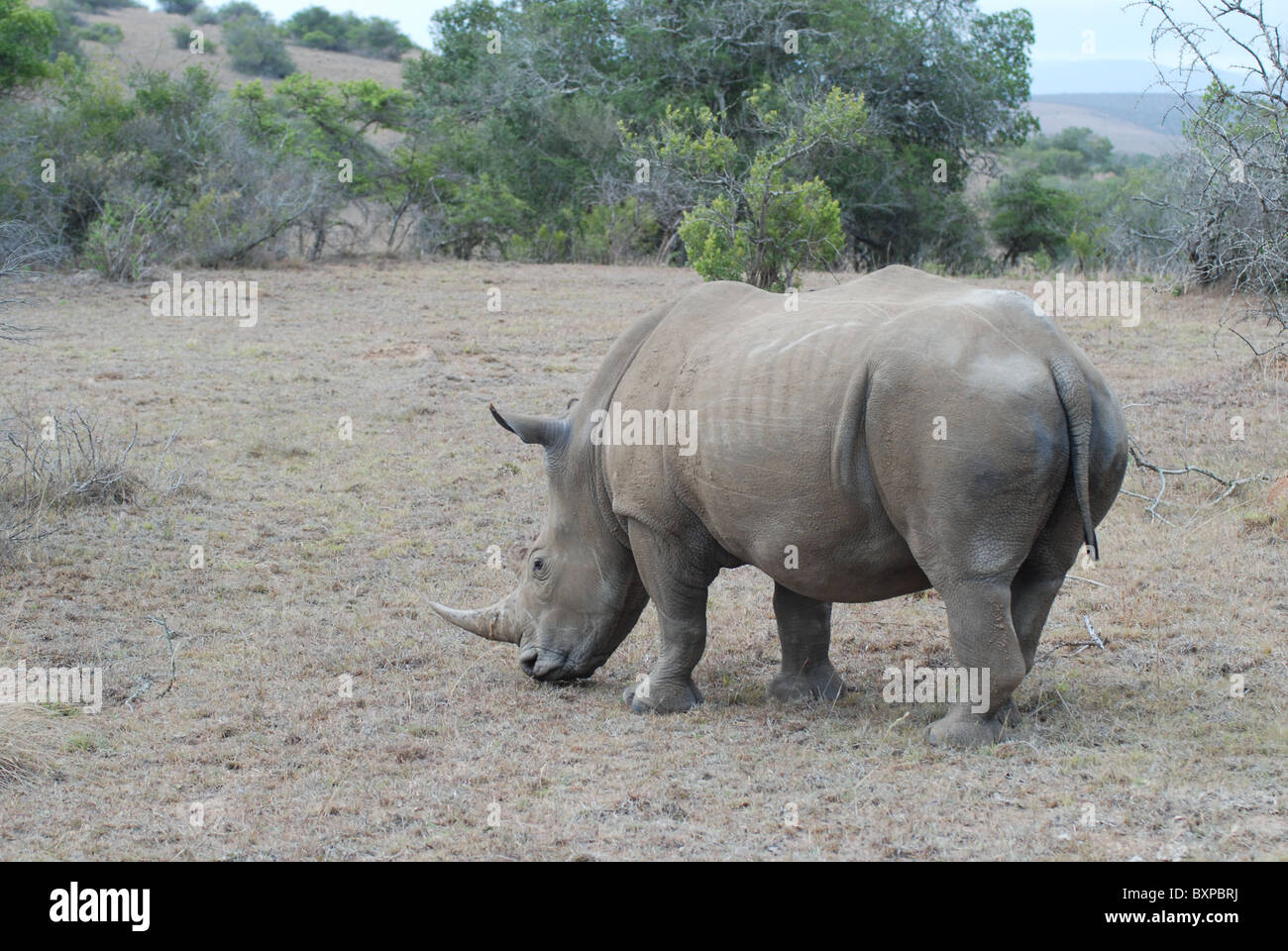 Breitmaulnashorn - Nashörner - im Schotia Private Game Reserve, Südafrika Stockfoto