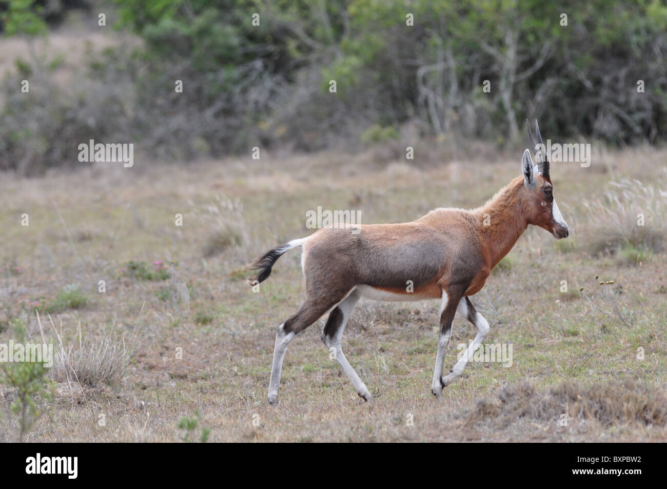 Antilope im Pilanesberg Game Reserve, Südafrika Stockfoto