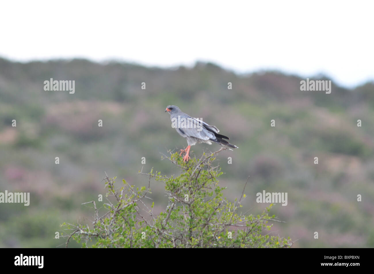 Eine südliche blass singen Goshawk hoch oben in einem Baum in Pilanesberg Game Reserve, Südafrika Stockfoto