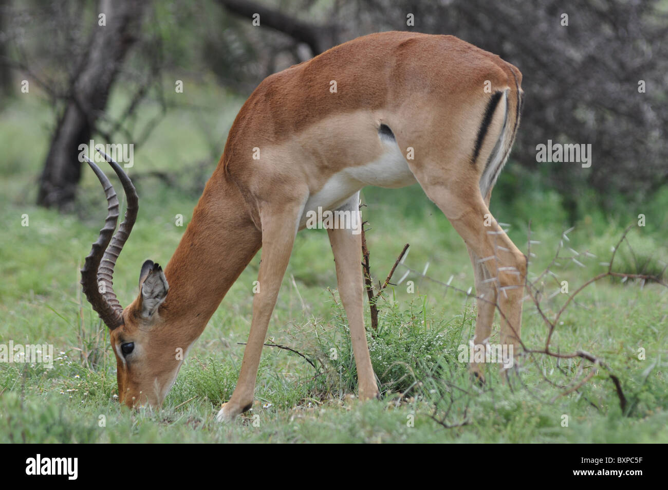 Porträt von einem Impala in Pilanesberg National Park, Südafrika Stockfoto