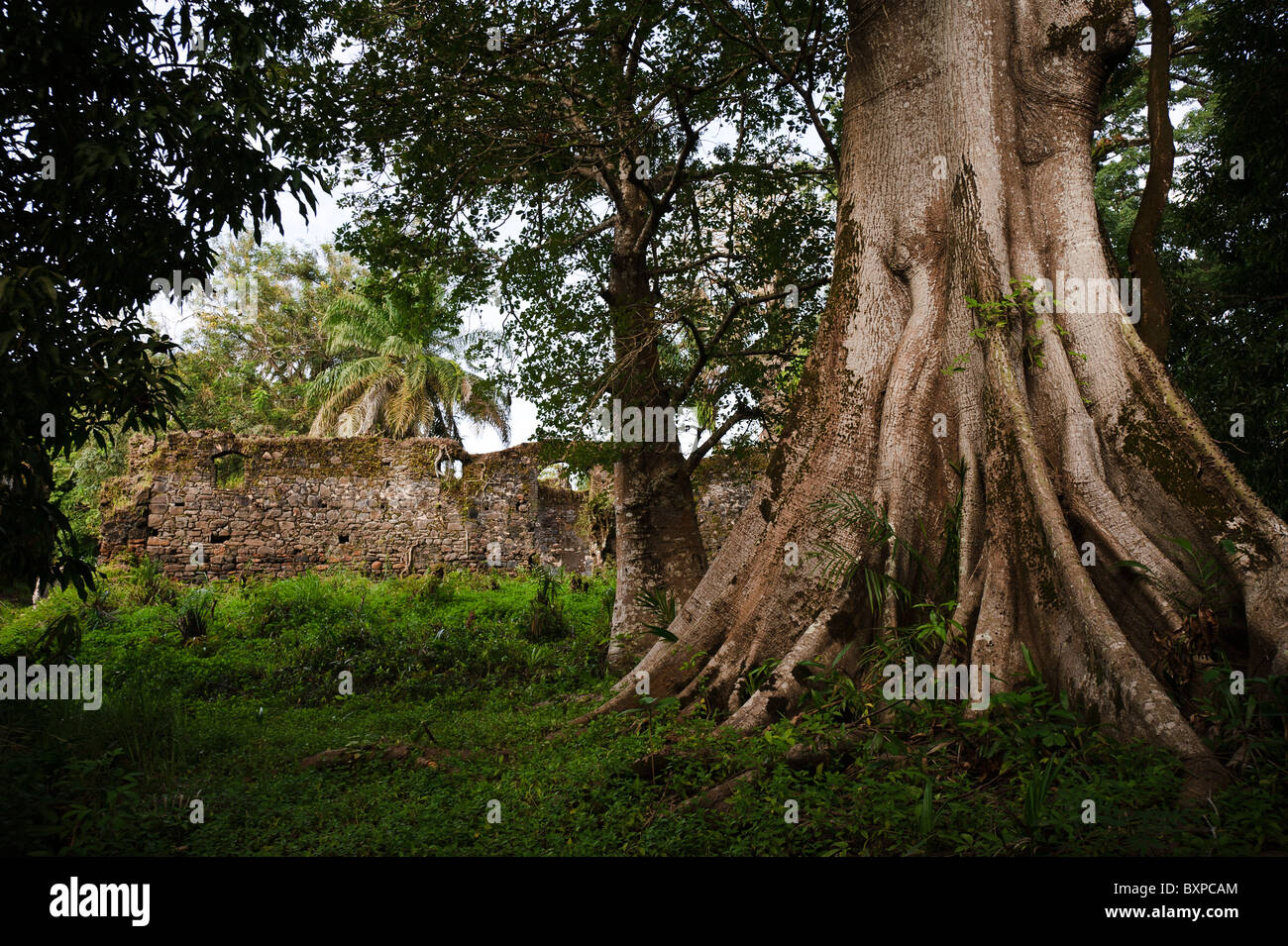 Festungsstadt Baum und zerstörten Mauern, Bunce Island, Sierra Leone. Stockfoto