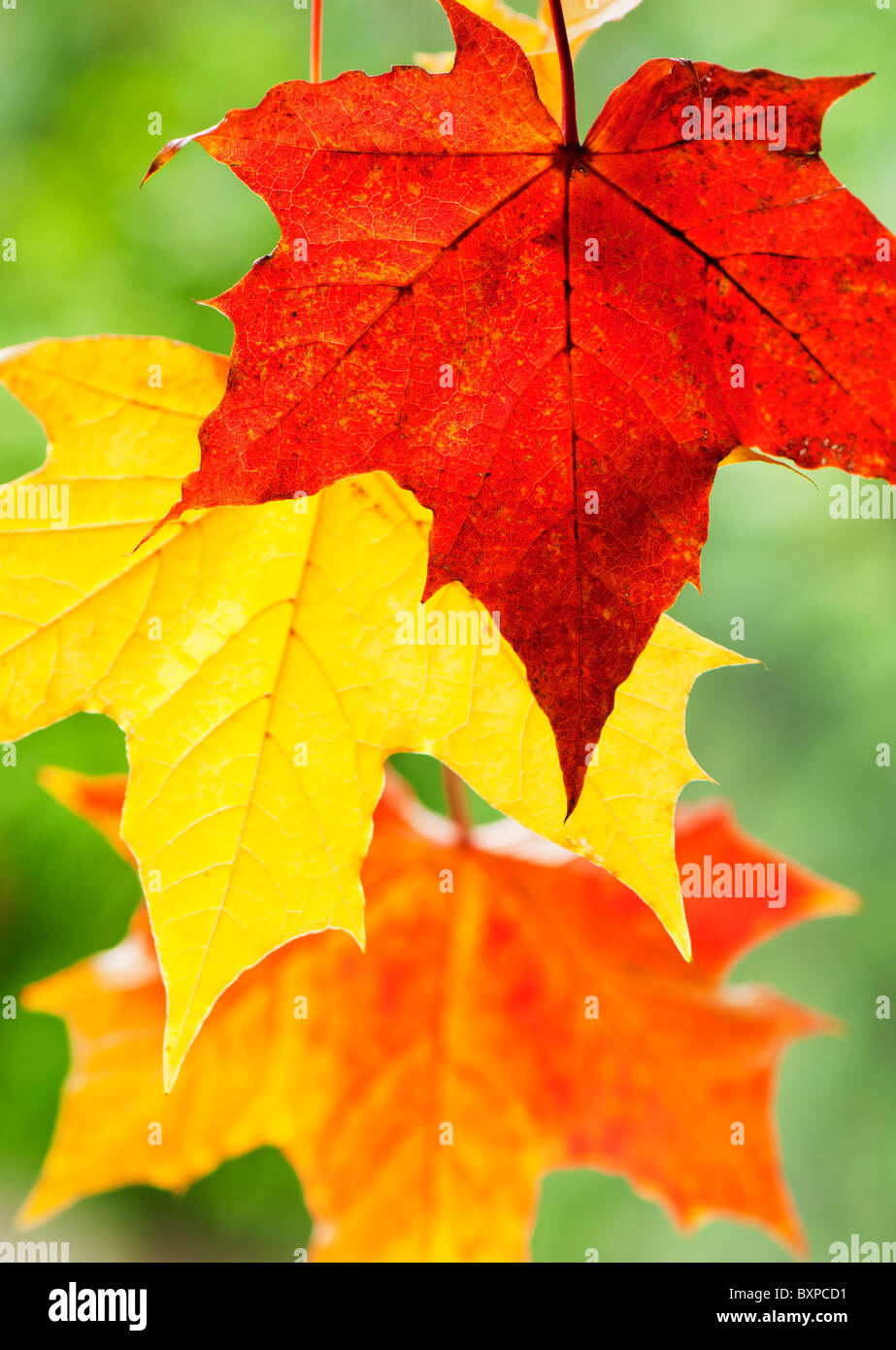 Ahornblätter (Acer Platanoides) Vorführung verschiedener Herbst färben zu blättern, Devon UK Stockfoto