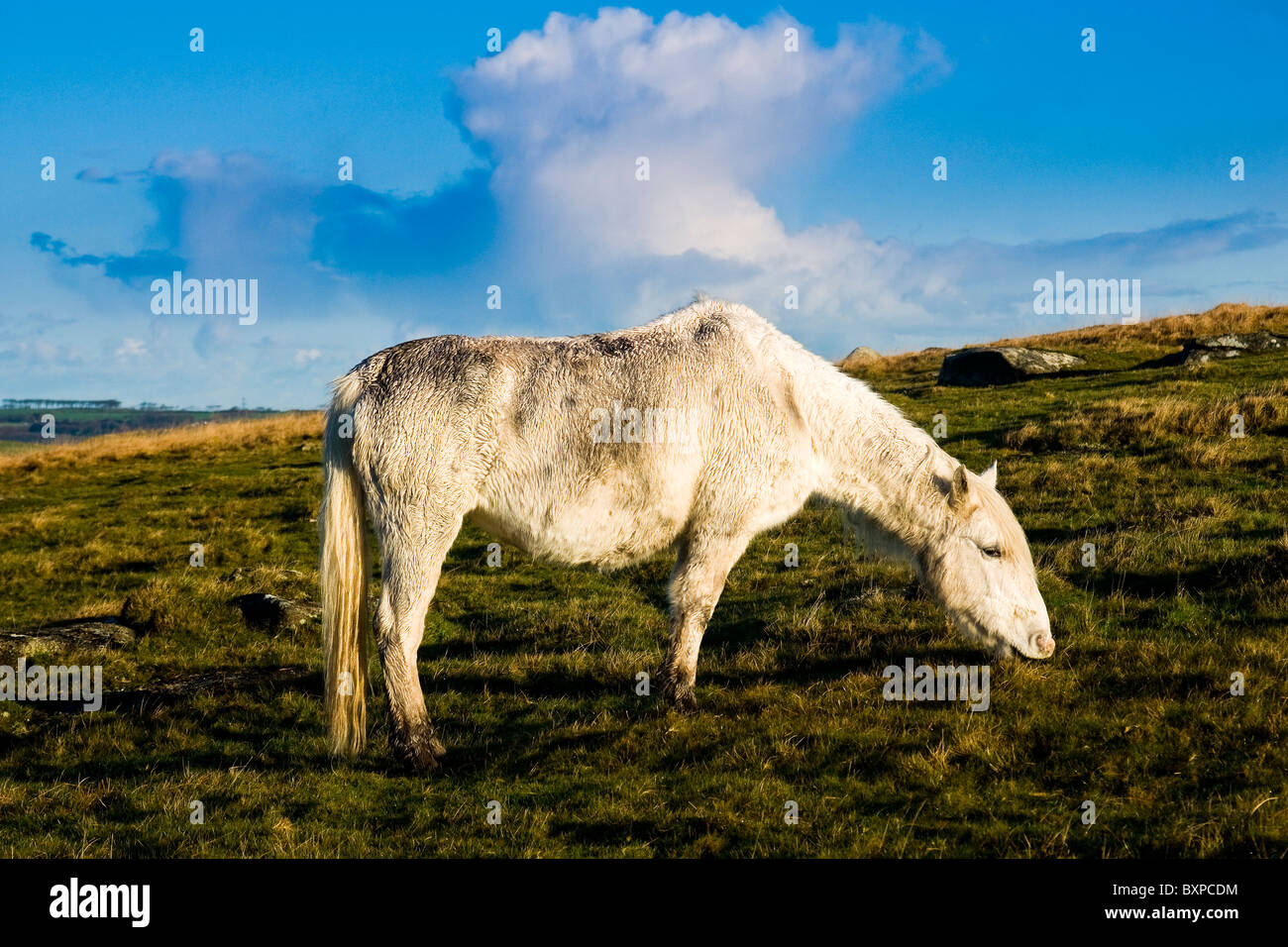 Bodmin Moor ist berühmt für es, dass live Wild auf dem Moor in Cornwall, bis Ponys Stockfoto