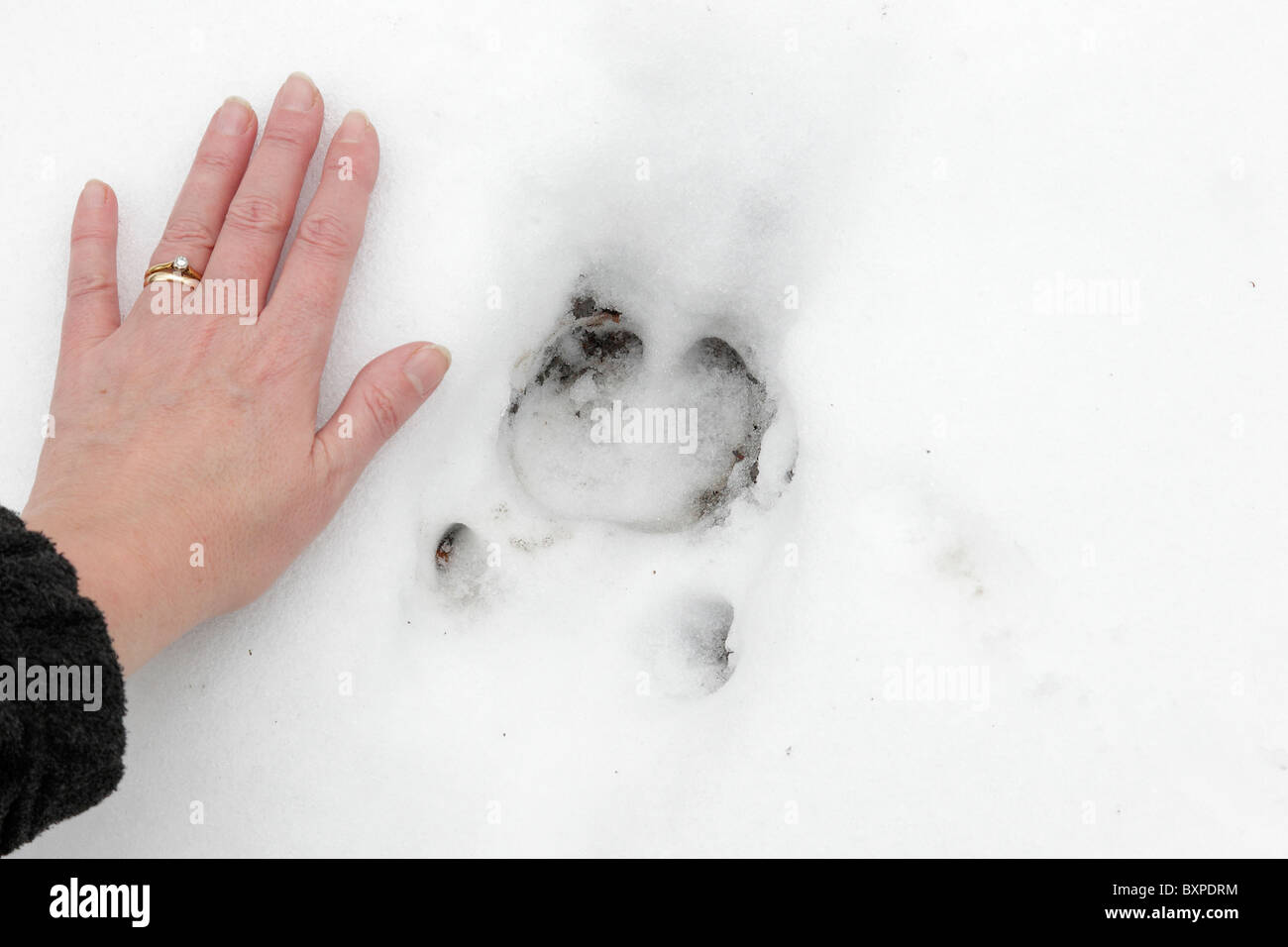 Großen Wildschwein Track zeigt Afterkrallen und menschliche Hand zum Vergleich Stockfoto