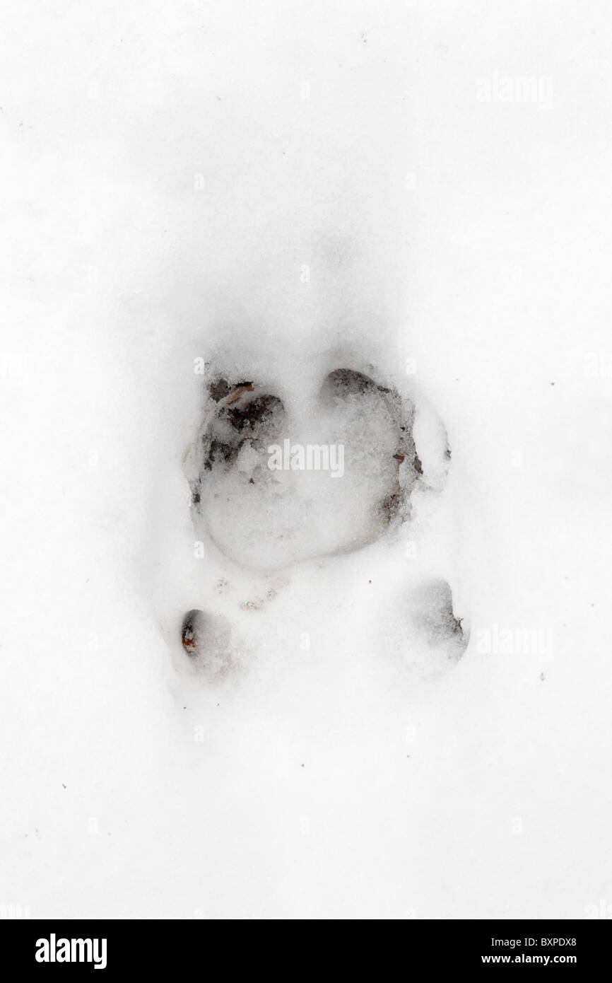 Große Wildschwein Spur im Schnee Afterkrallen zeigen Stockfoto