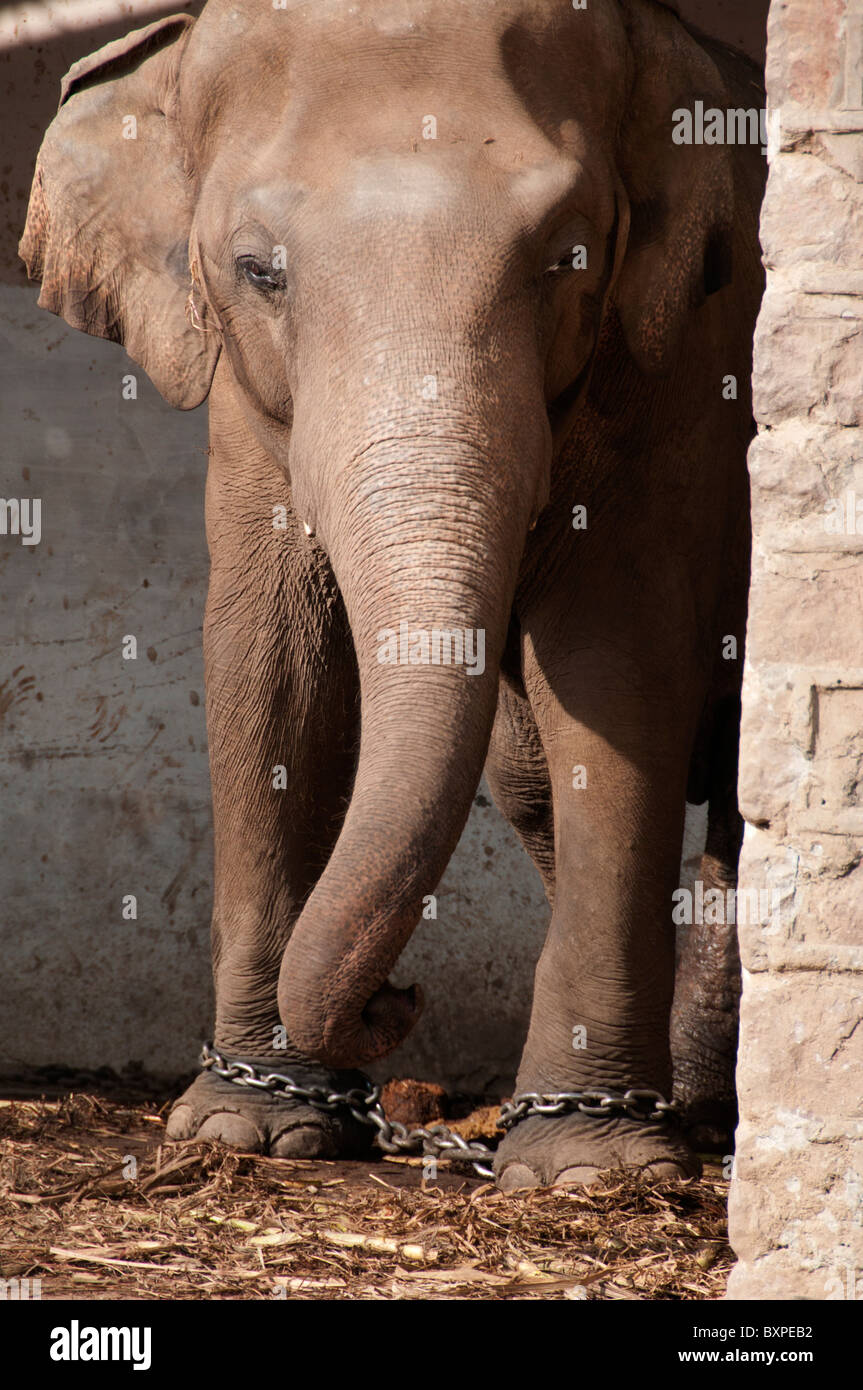 Islamabad-Zoo - Elefanten in Ketten Stockfoto
