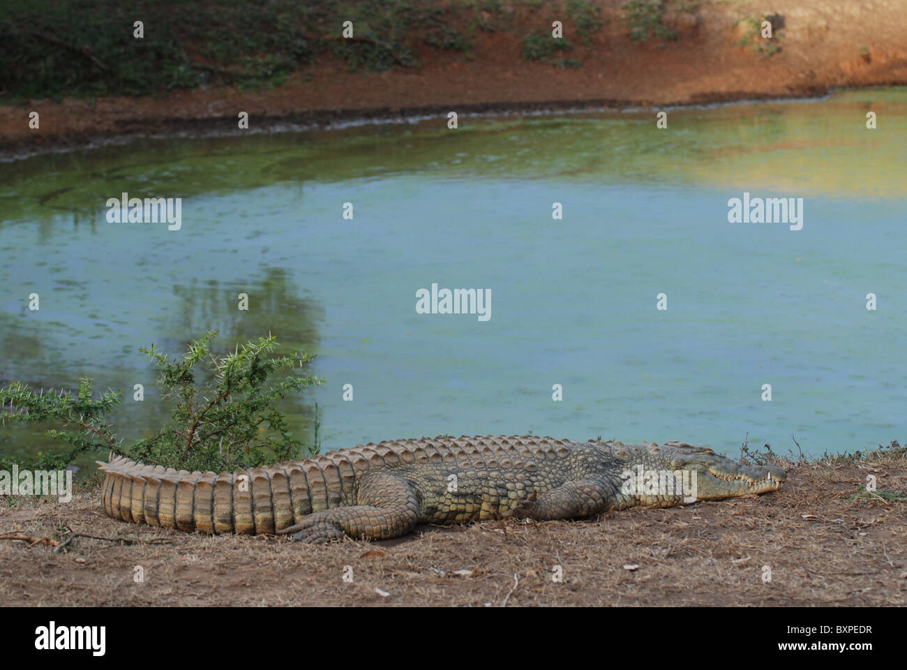 Ein Krokodil Ausruhen ein Wasserloch in Schotia Private Game Reserve, Südafrika Stockfoto