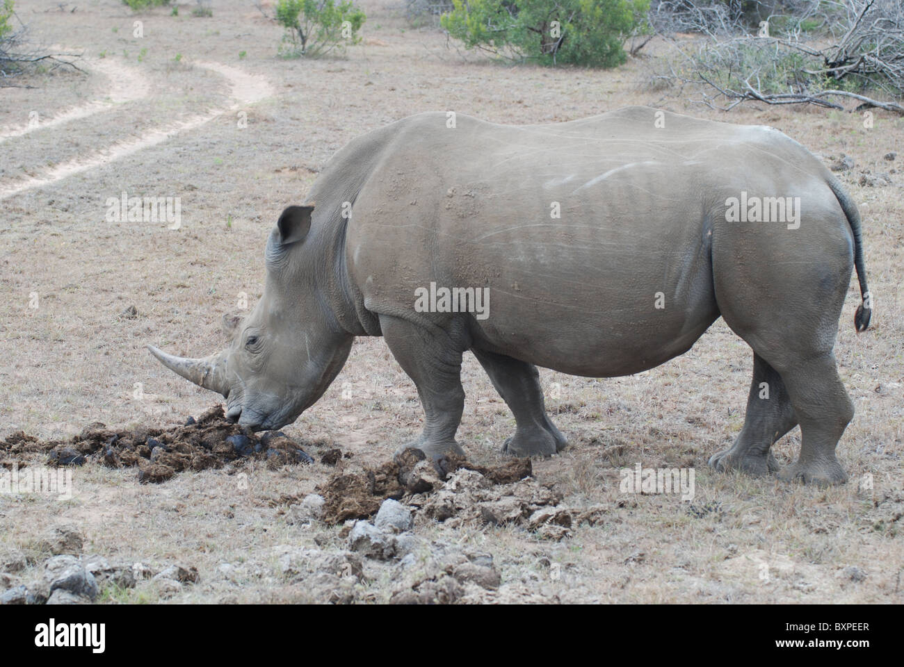 Breitmaulnashorn - Nashörner - im Schotia Private Game Reserve, Südafrika Stockfoto