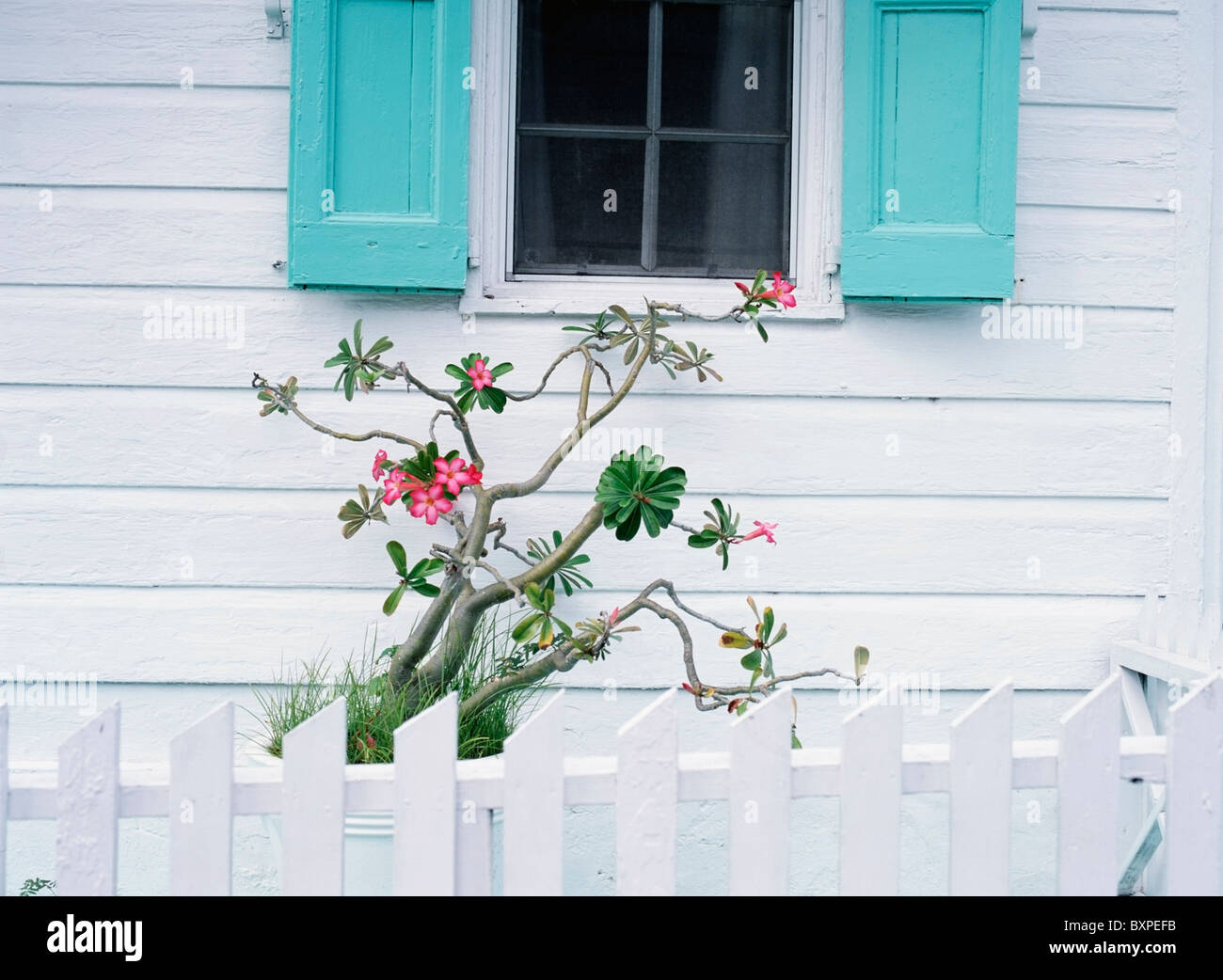 Topfpflanze vor alten weißen Haus In Dunmore Town Stockfoto