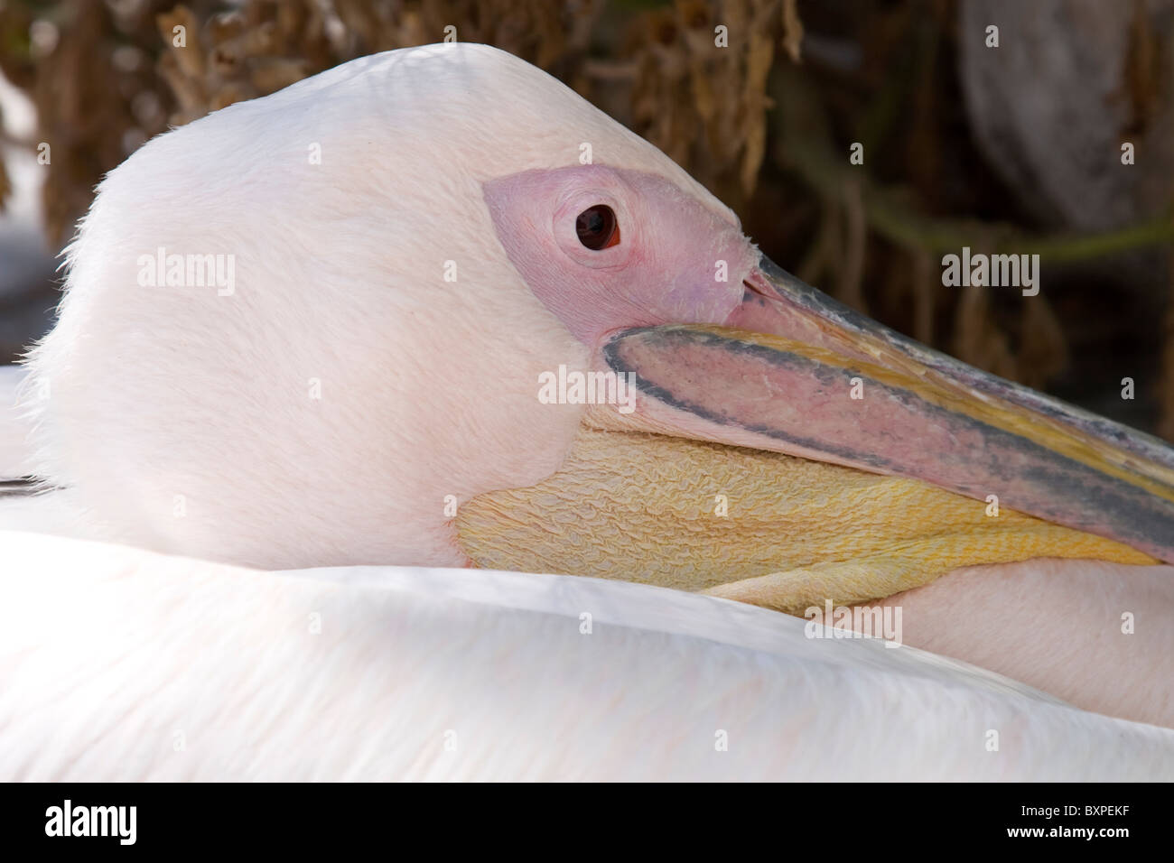 Petros der Pelikan auf der Insel Mykonos, Griechenland Stockfoto