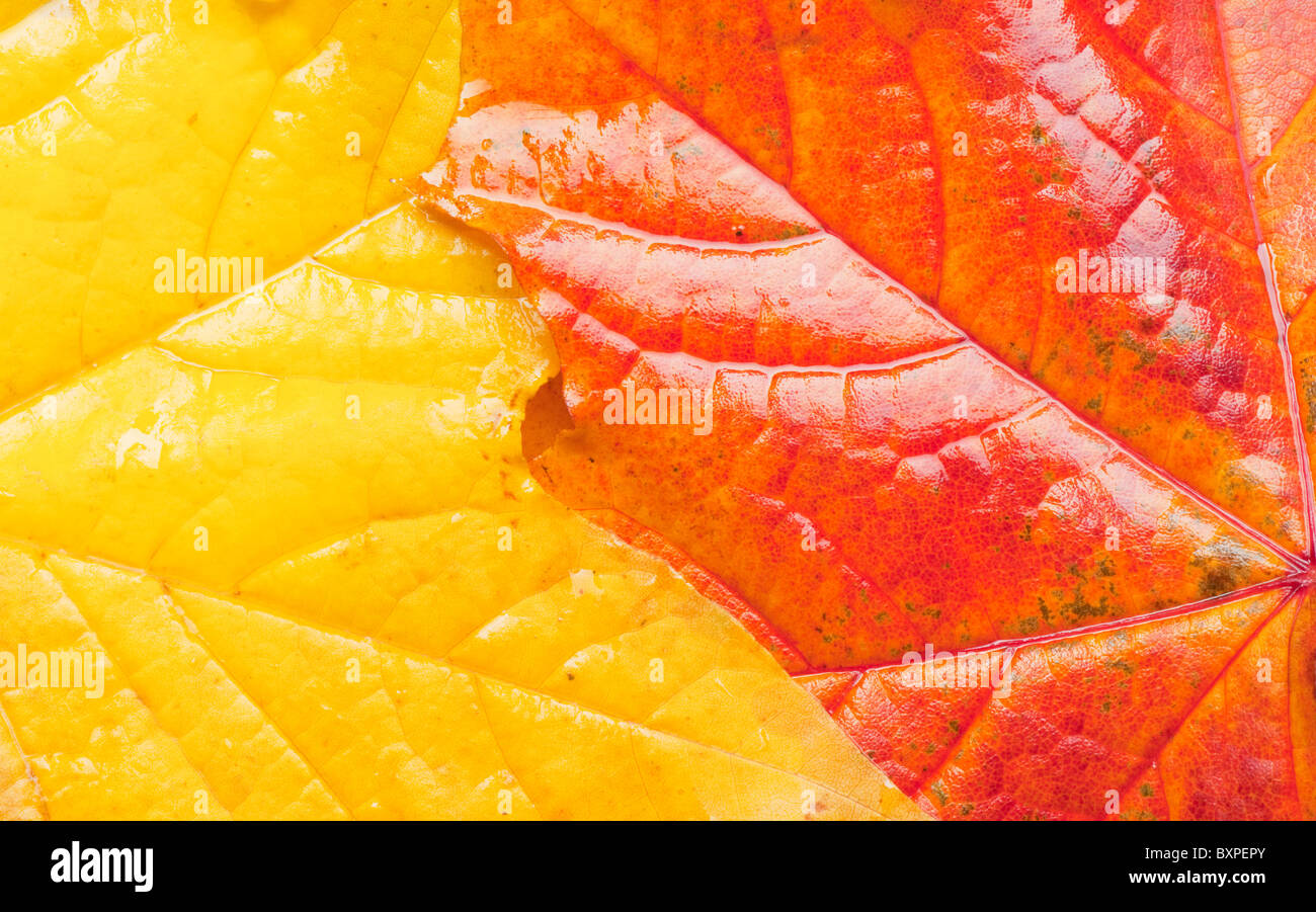 Nahaufnahme von Ahornblätter (Acer Platanoides) zeigen im Herbst Färbung. Stockfoto